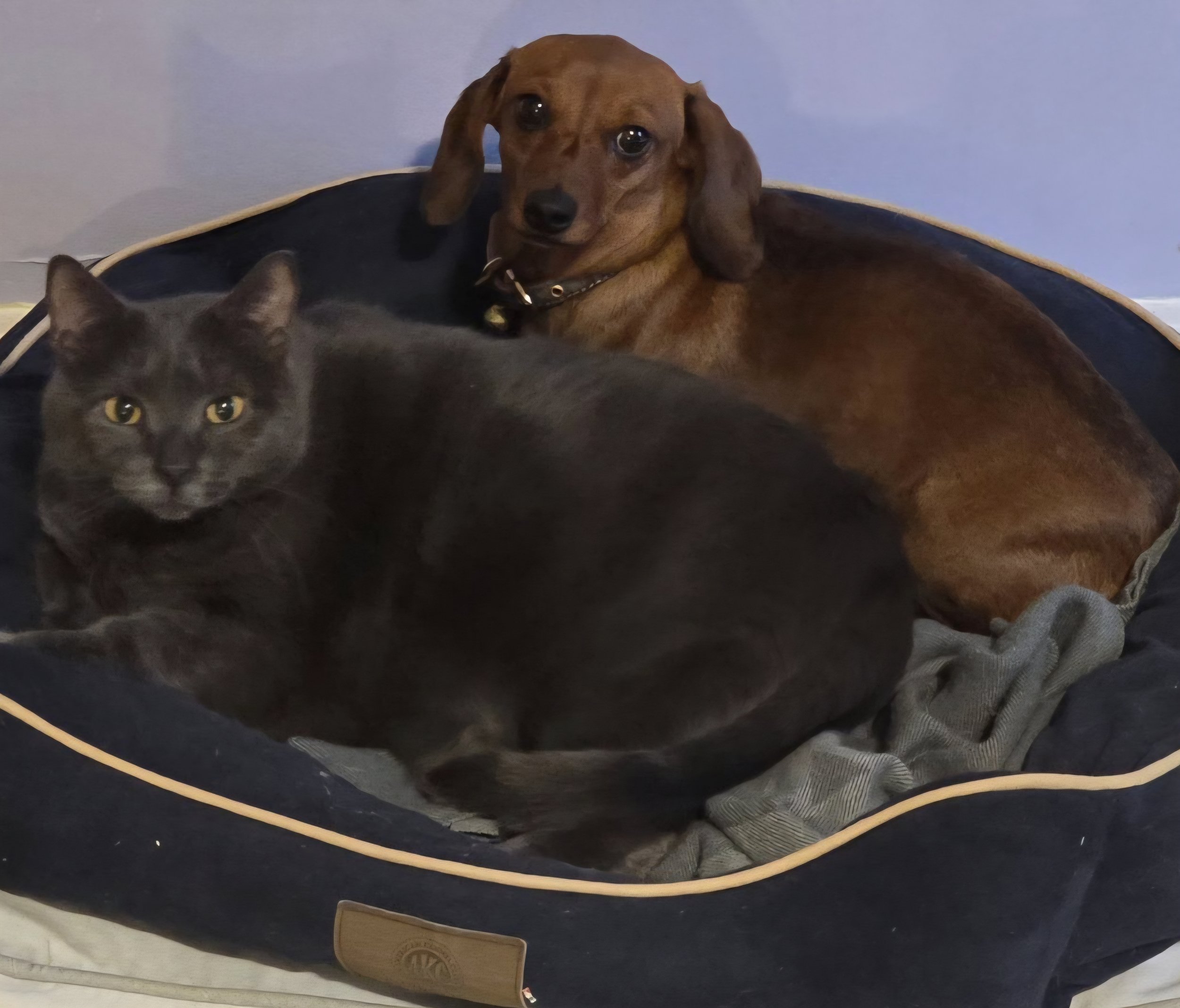 Dog and cat sharing a bed at The Little Dog Retreat — proof that guests and residents coexist happily