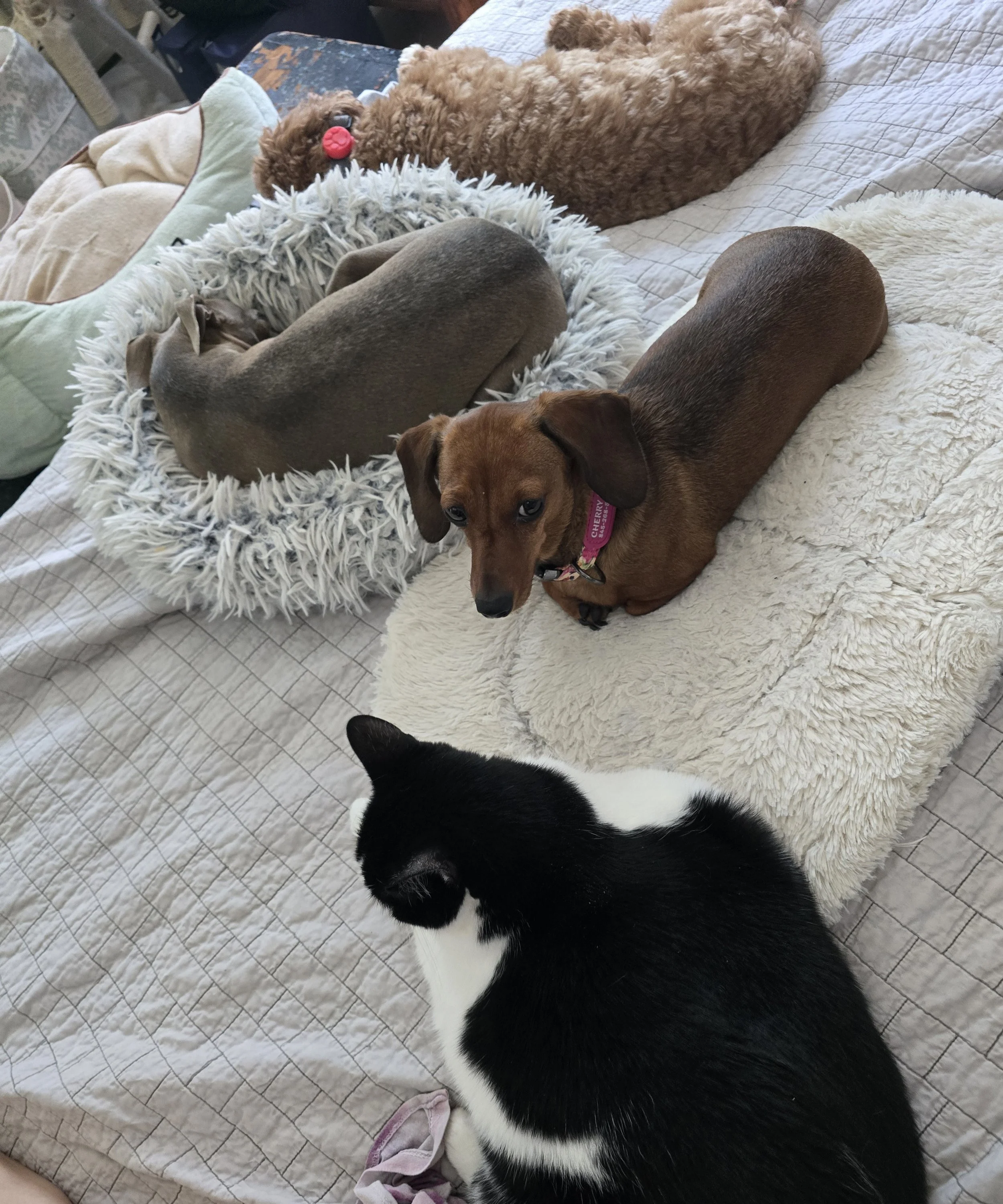 Dachshund, Italian Greyhound, mini Goldendoodle and cat, napping - more proof everyone gets along at the Little Dog Retreat, Hudson Valley, NY