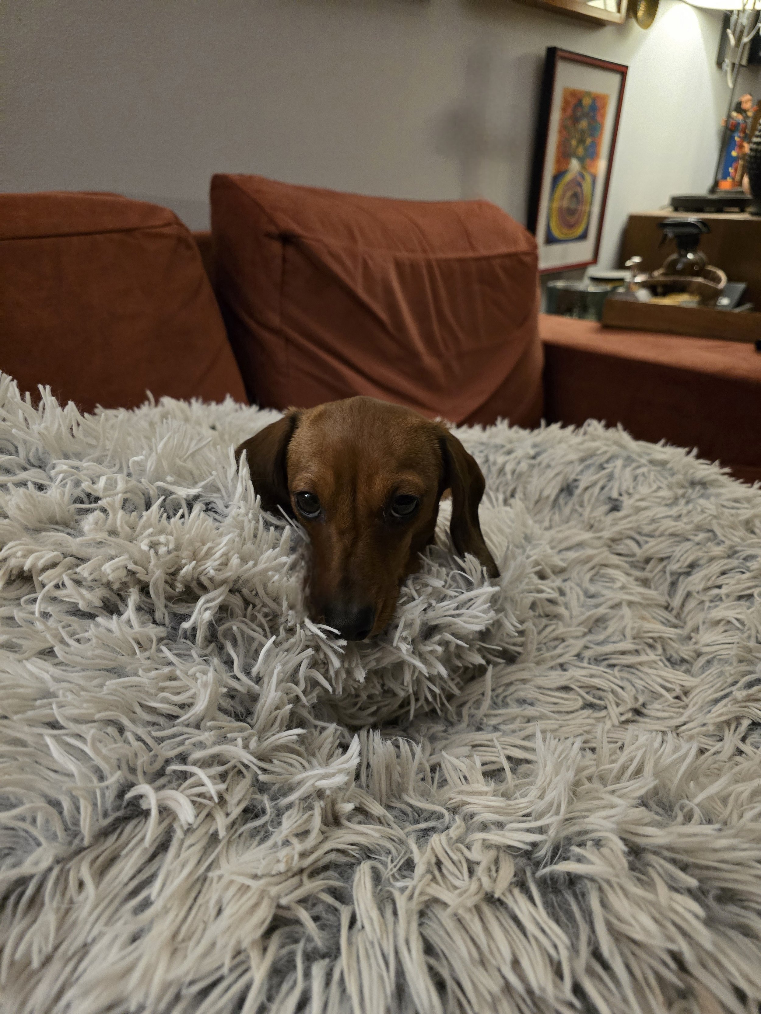 Cozy Dachshund snuggled in dog bed at the Little Dog Retreat, Upstate NY