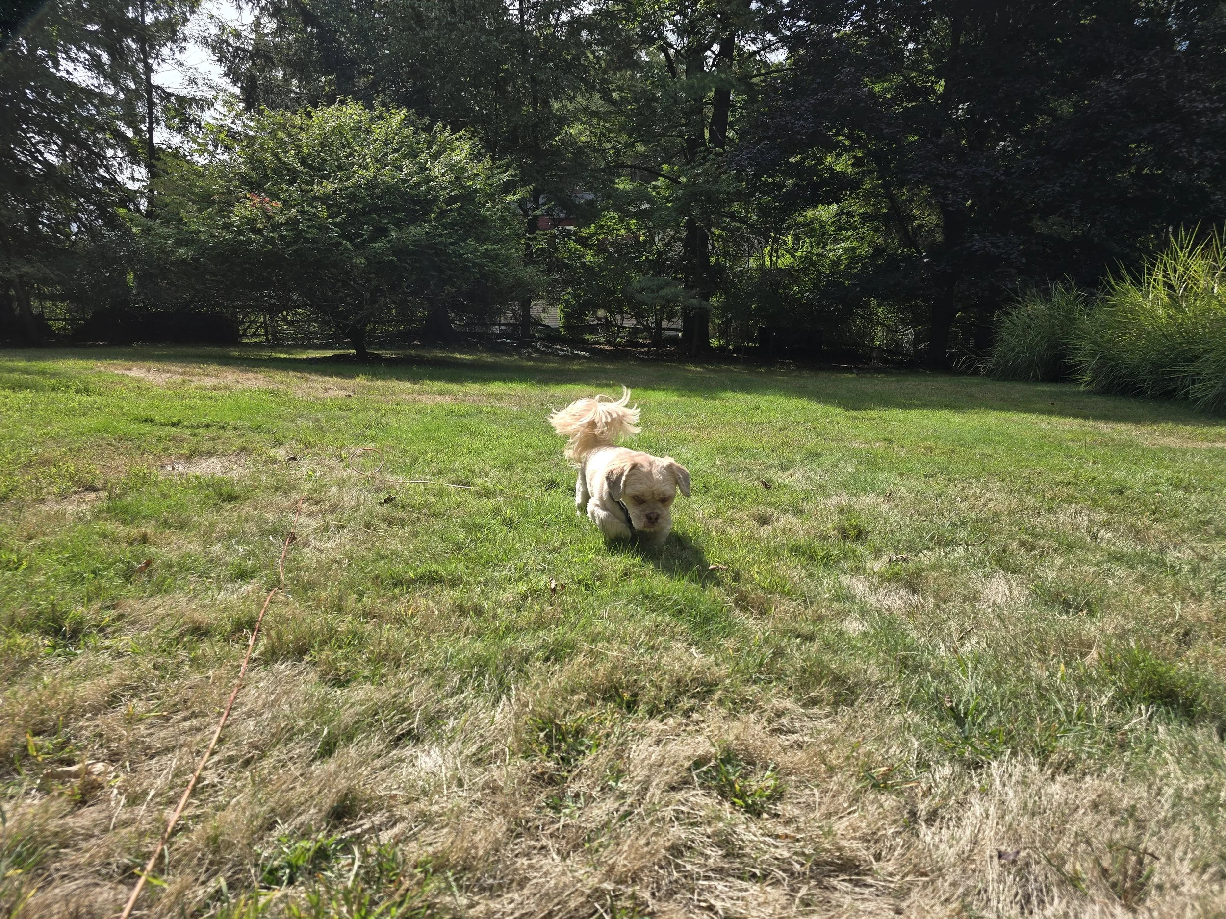 Small dog running and having fun, the Little Dog Retreat boarding, Upstate NY