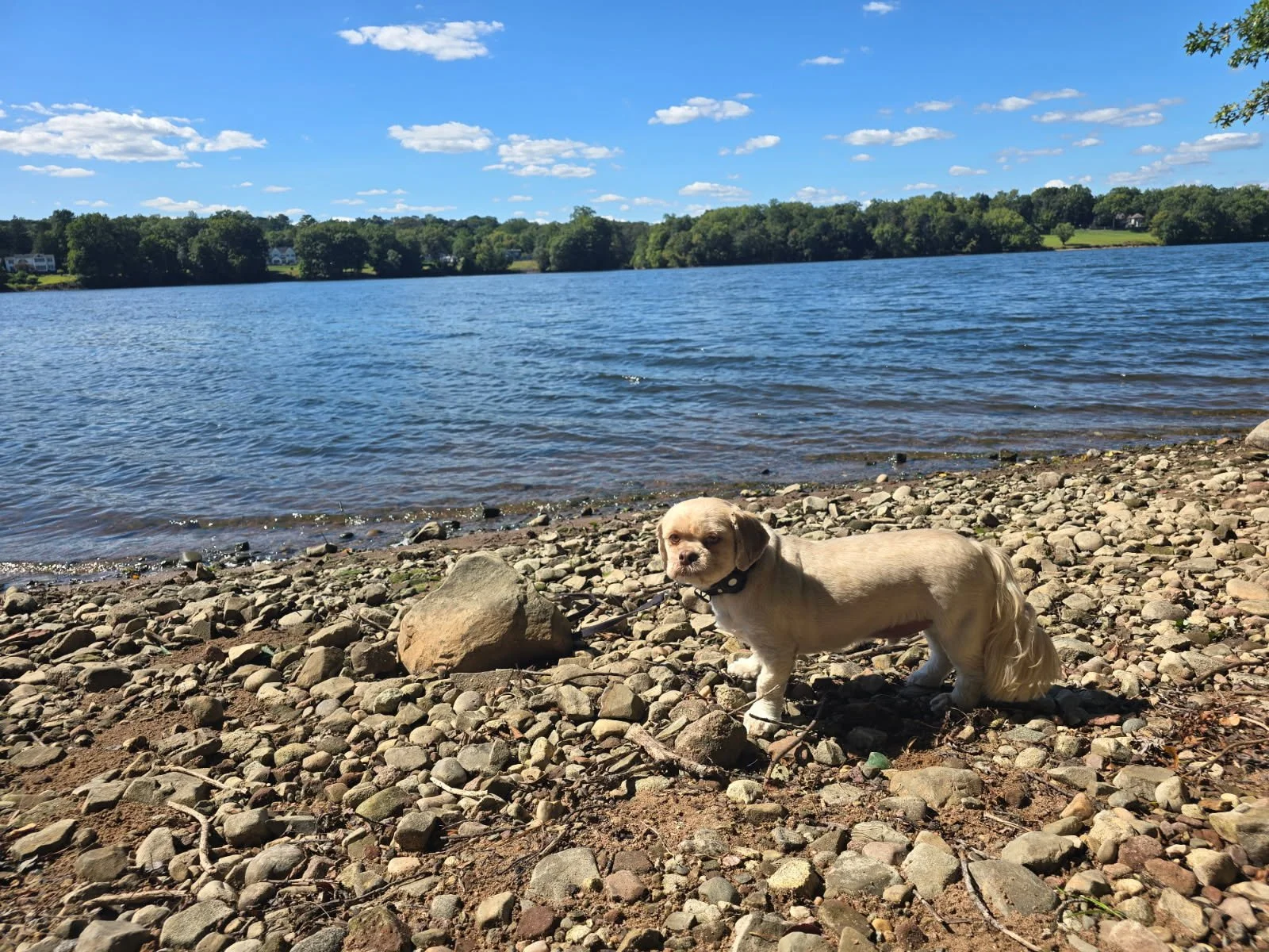Small dog exploring the lake shore - boutique small dog boarding at The Little Dog Retreat, Hudson Valley NY