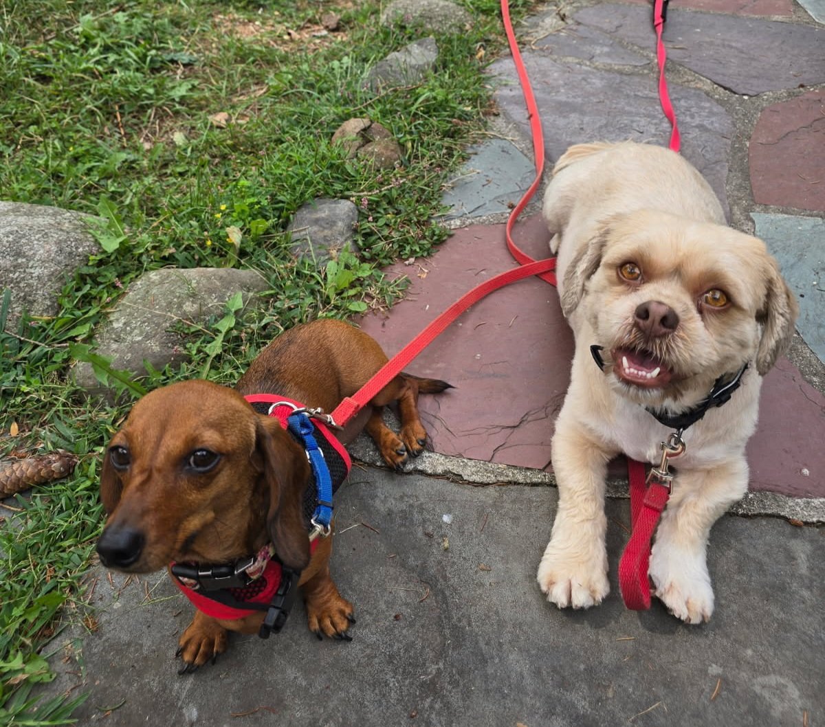 Dachshund and Shih Tzu relaxed and making friends, small dog boarding 30 minutes from Manhattan