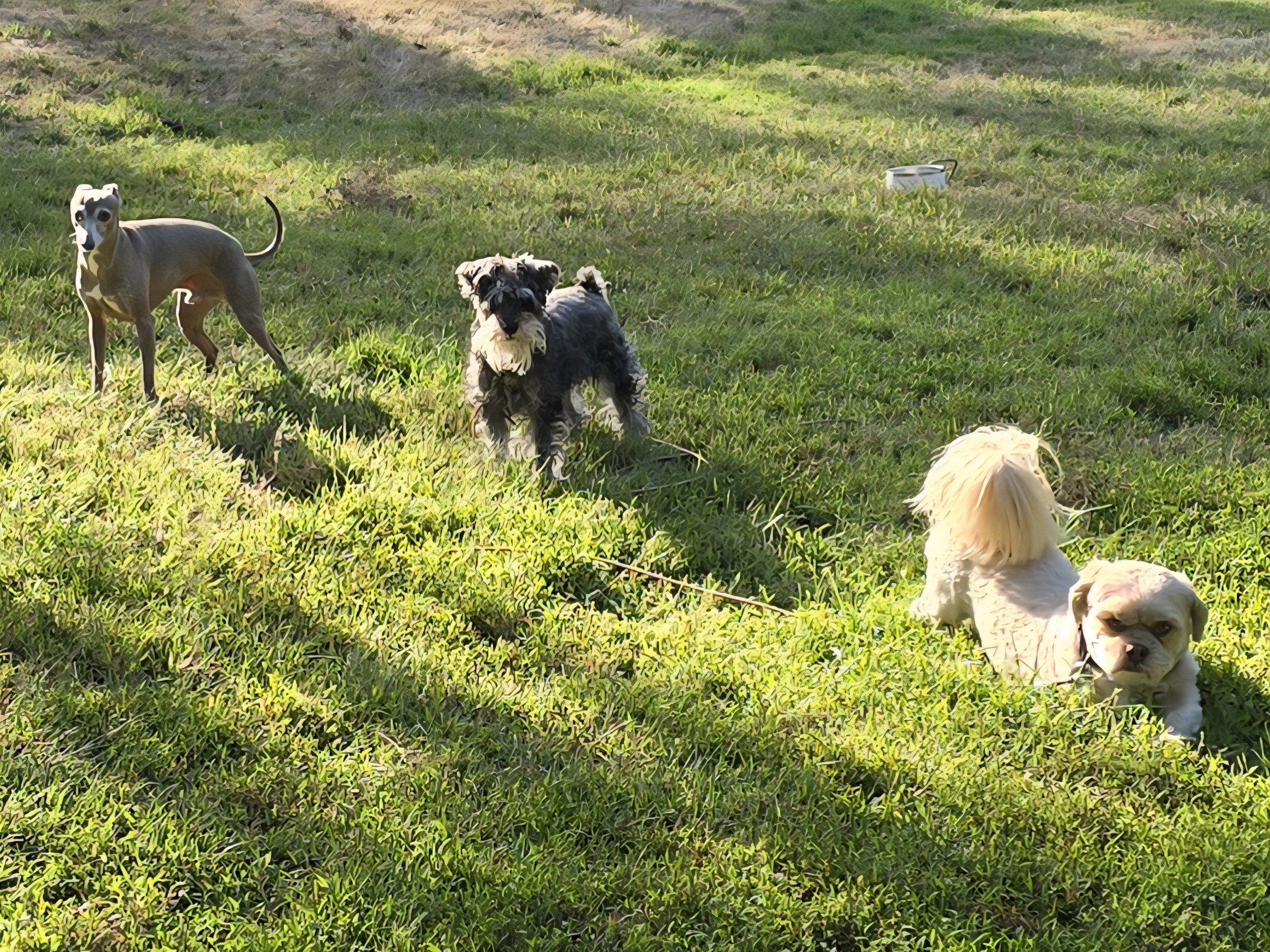 Italian Greyhound, mini Schnauzer and Shih Tzu on grass, the Little Dog Retreat dog boarding, 30 minutes from Manhattan