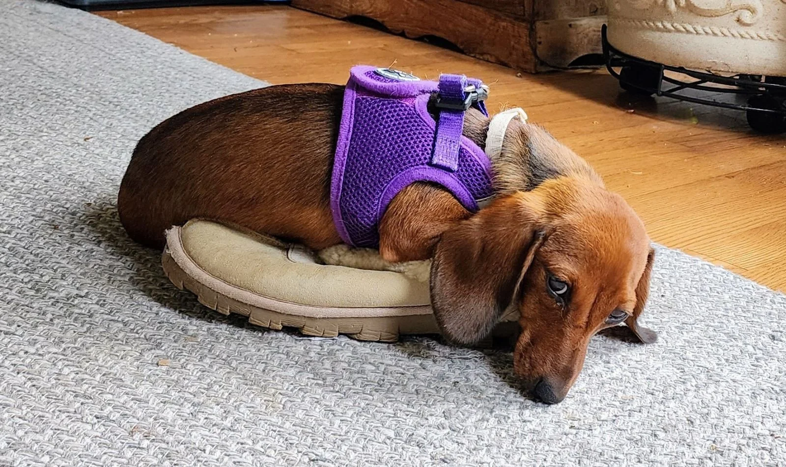 Dachshund on slipper, The Little Dog Retreat at the Old Dutch House, Upstate NY