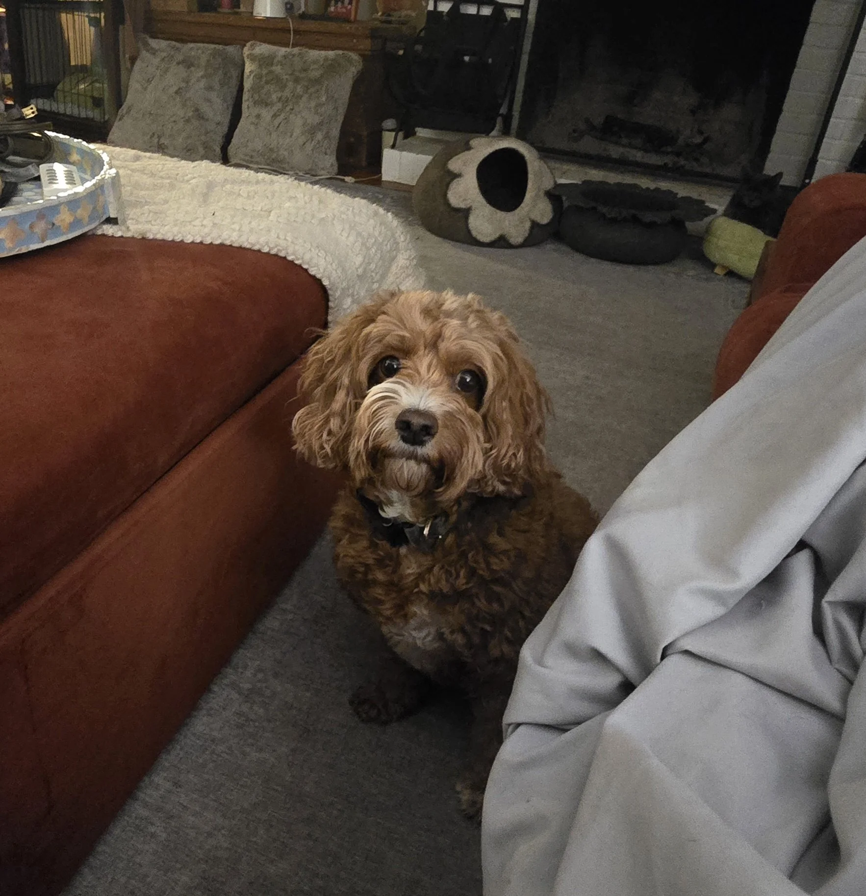 Cavapoo relaxed in living room - boutique small dog boarding at The Little Dog Retreat, Hudson Valley NY