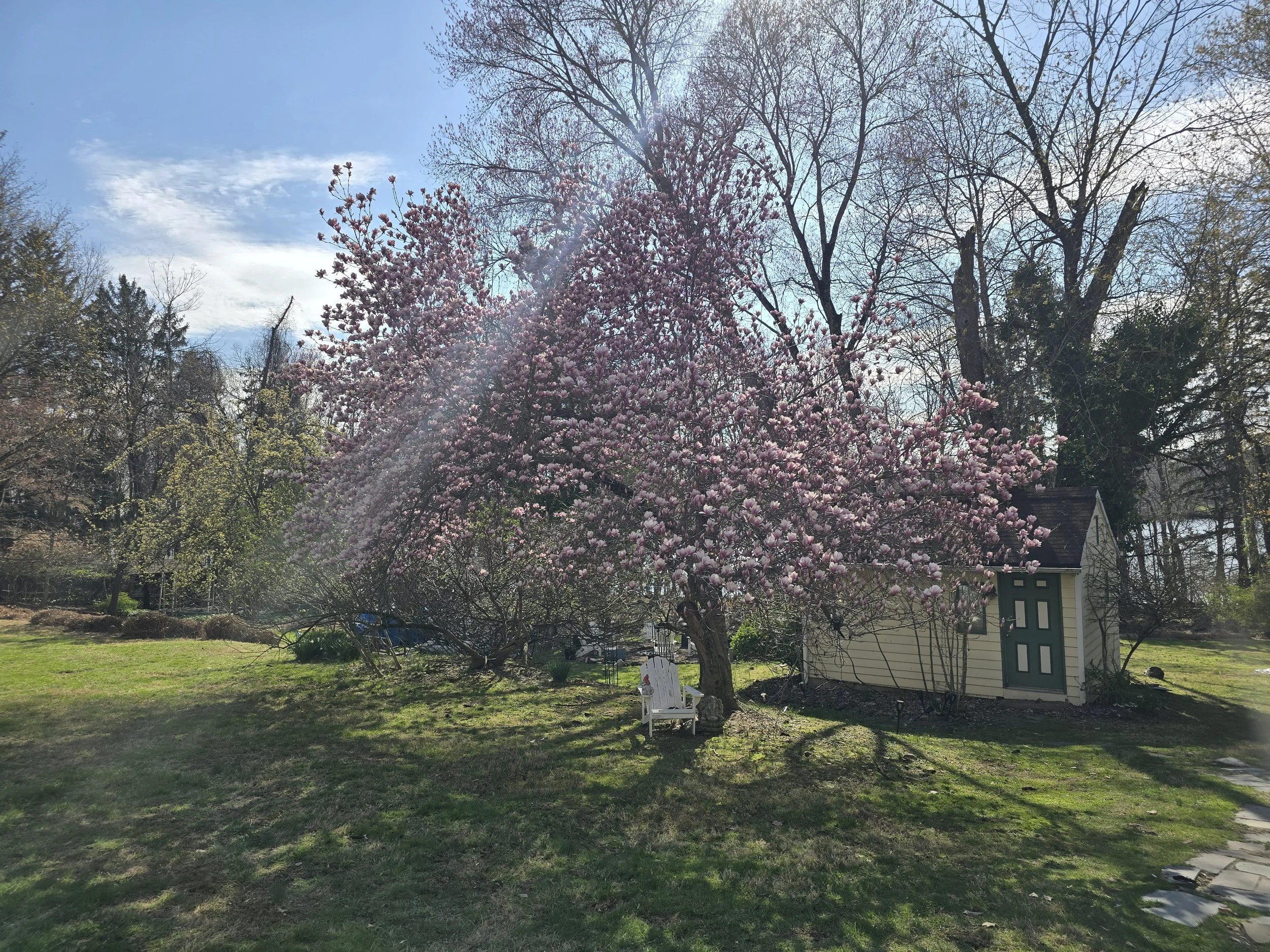 Magnolia tree at the Little Dog Retreat, Hudson Valley, NY