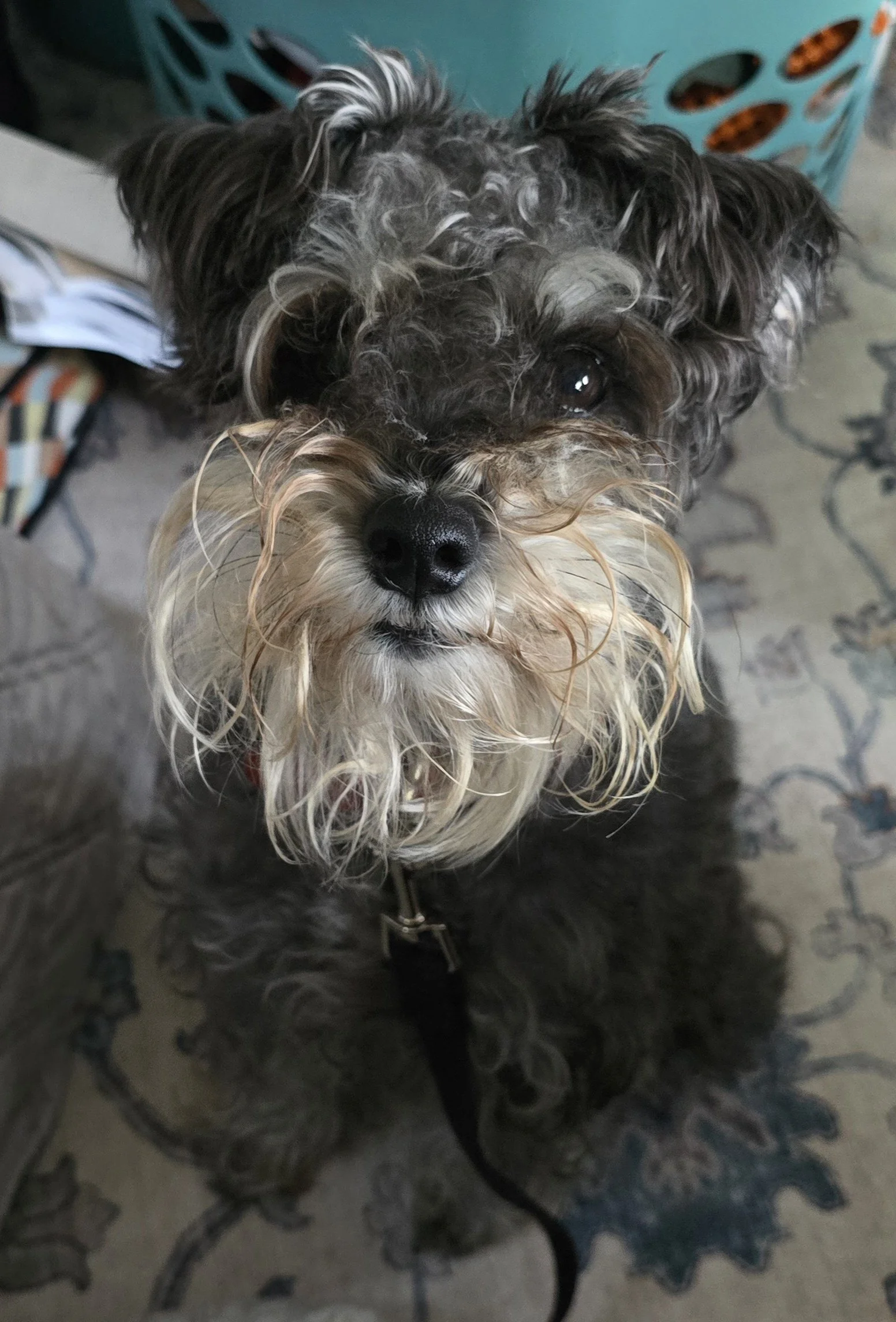 Mini Schnauzer - boutique small dog boarding at The Little Dog Retreat, Hudson Valley NY