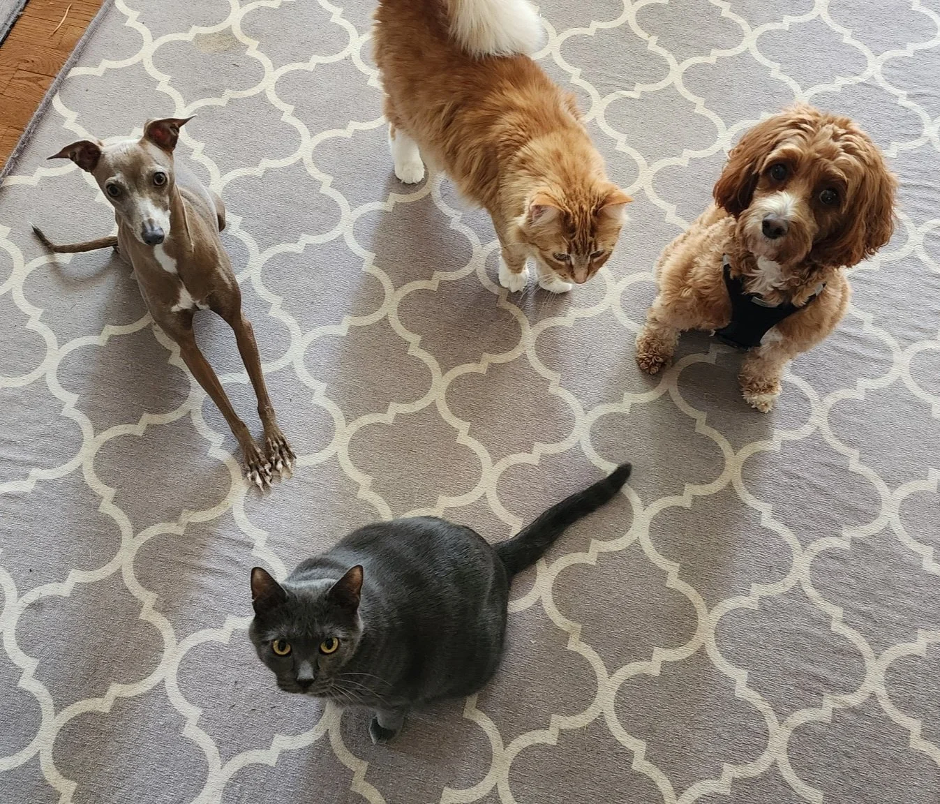 Dogs and cats living peacefully together - boutique small dog boarding at The Little Dog Retreat, Hudson Valley NY