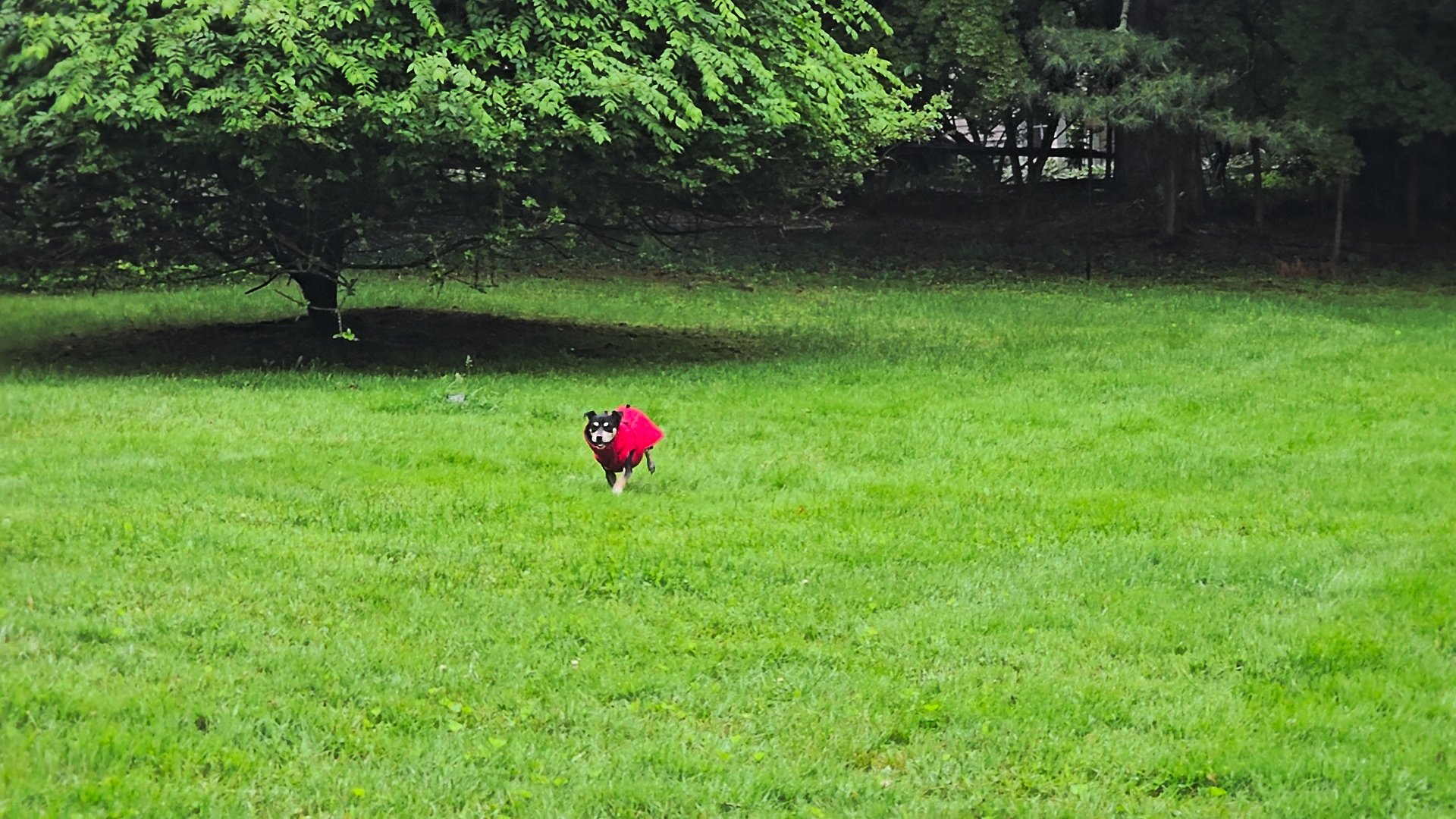 Jack Russel Terrier JRT and Rat Terrier mixed breed, playing and running on grass - boutique small dog boarding at The Little Dog Retreat, Hudson Valley NY