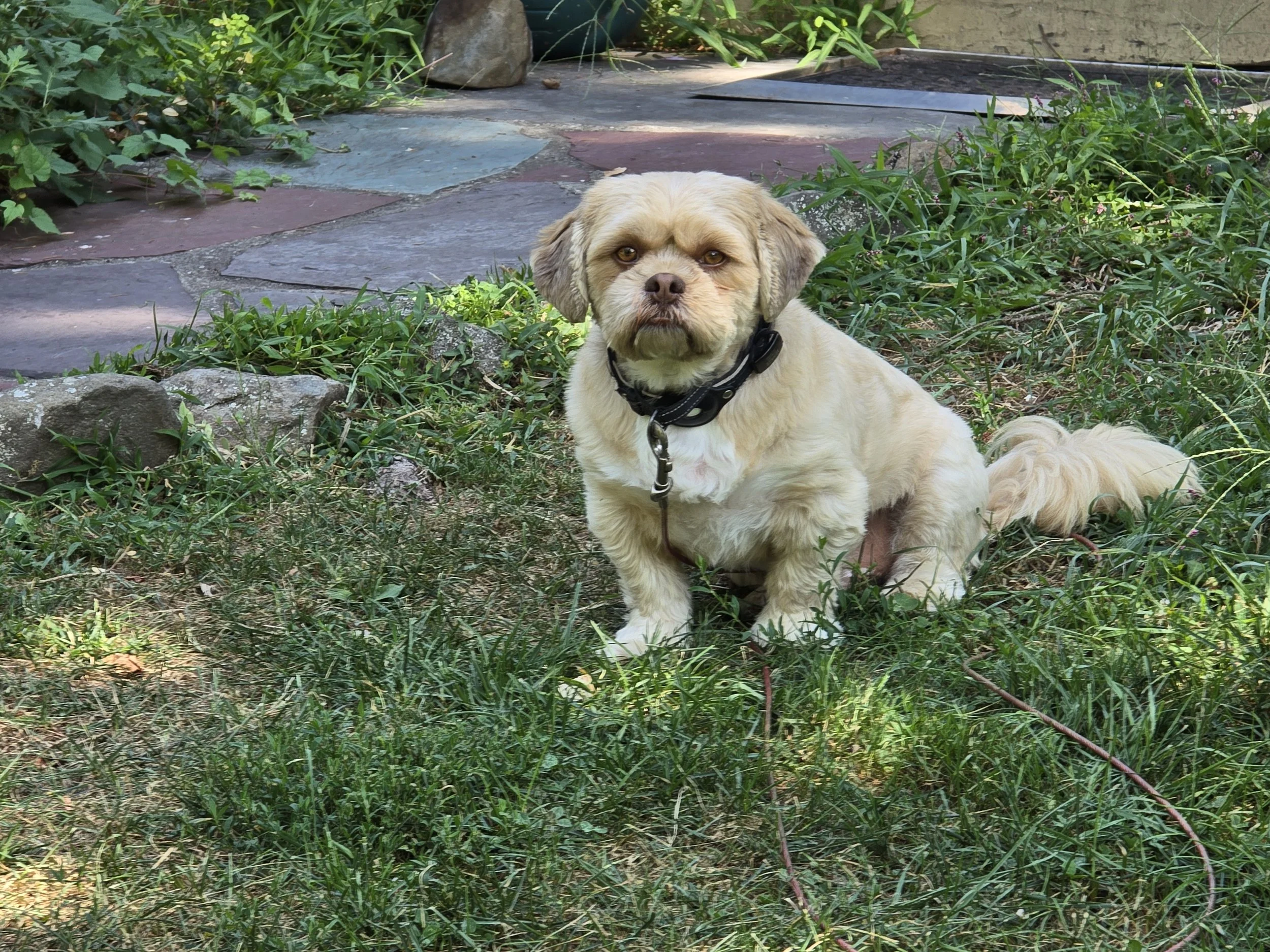 Lhasa Apso dog in grass, the Little Dog Retreat small dog boarding, Upstate NY