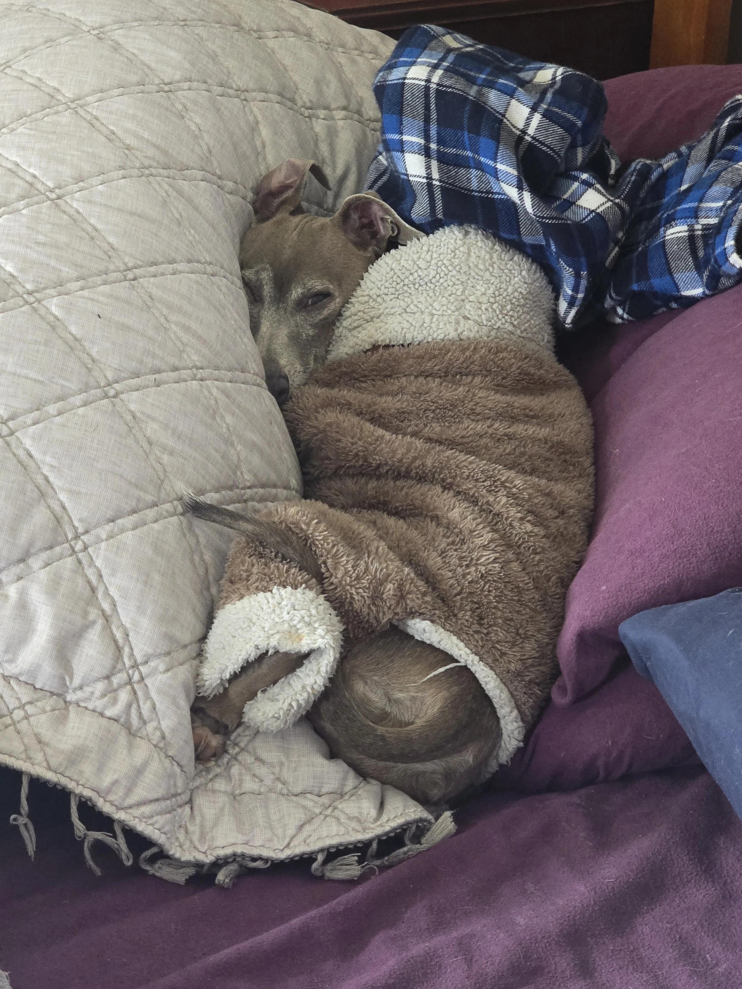 Italian Greyhound relaxed and snuggled up - boutique small dog boarding at The Little Dog Retreat, Hudson Valley NY 