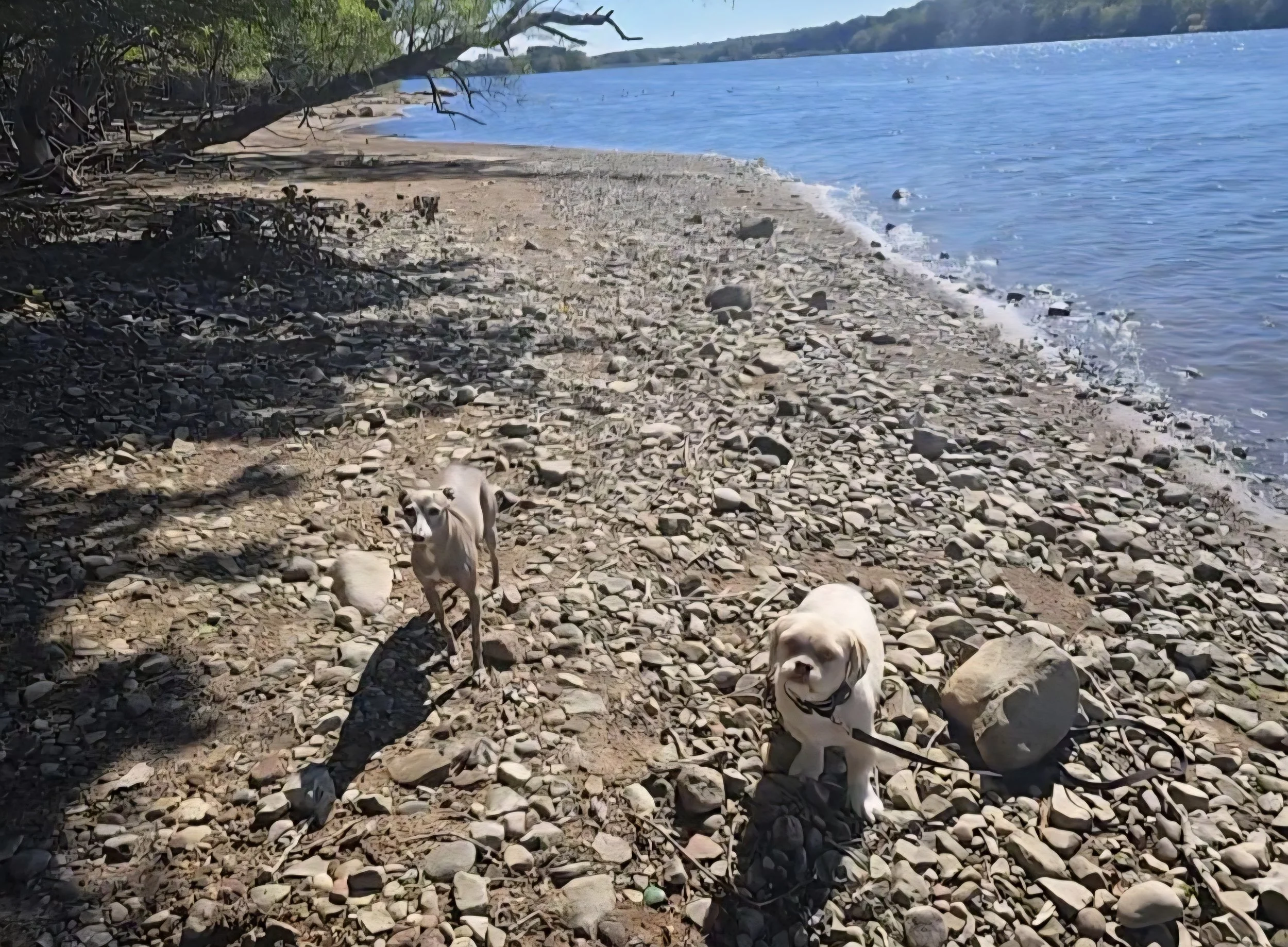 Italian Greyhound and Shih Tzu walking at private lake - boutique small dog boarding at The Little Dog Retreat, Hudson Valley NY