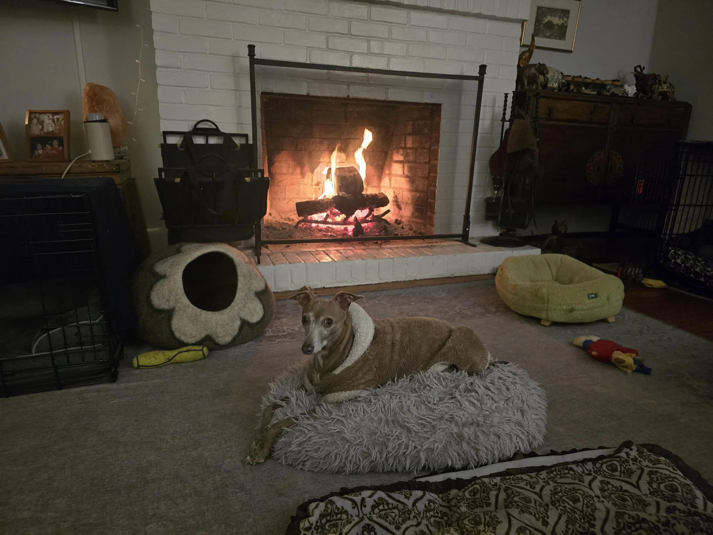 Italian Greyhound snuggled in front of fireplace - boutique small dog boarding at The Little Dog Retreat, Hudson Valley NY