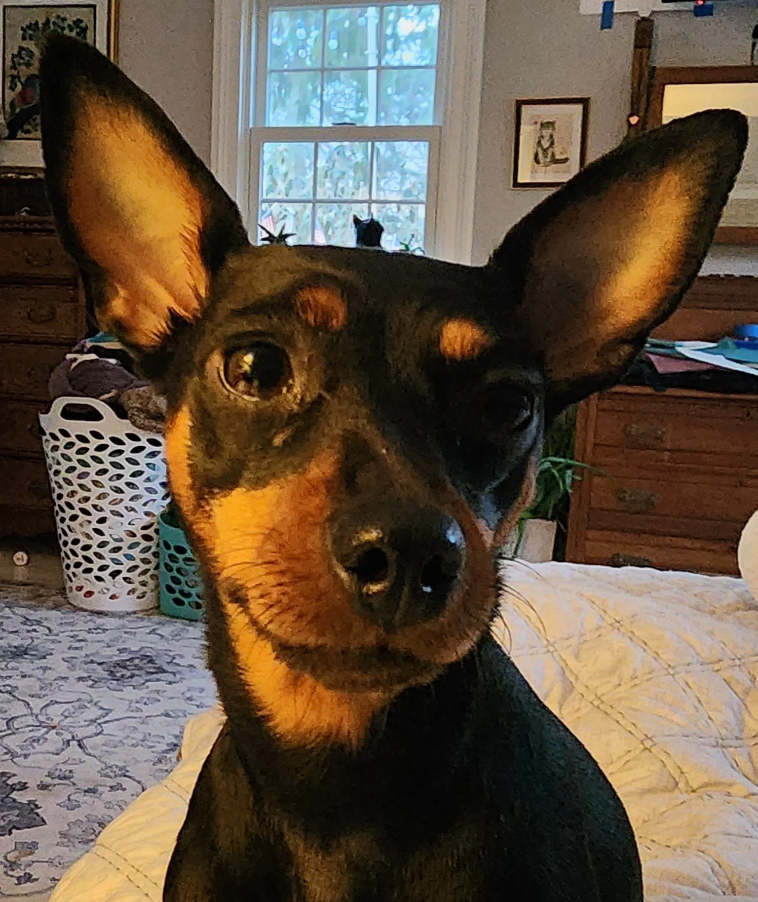 Miniature Pinscher, small dog boarding, The Little Dog Retreat, Upstate NY