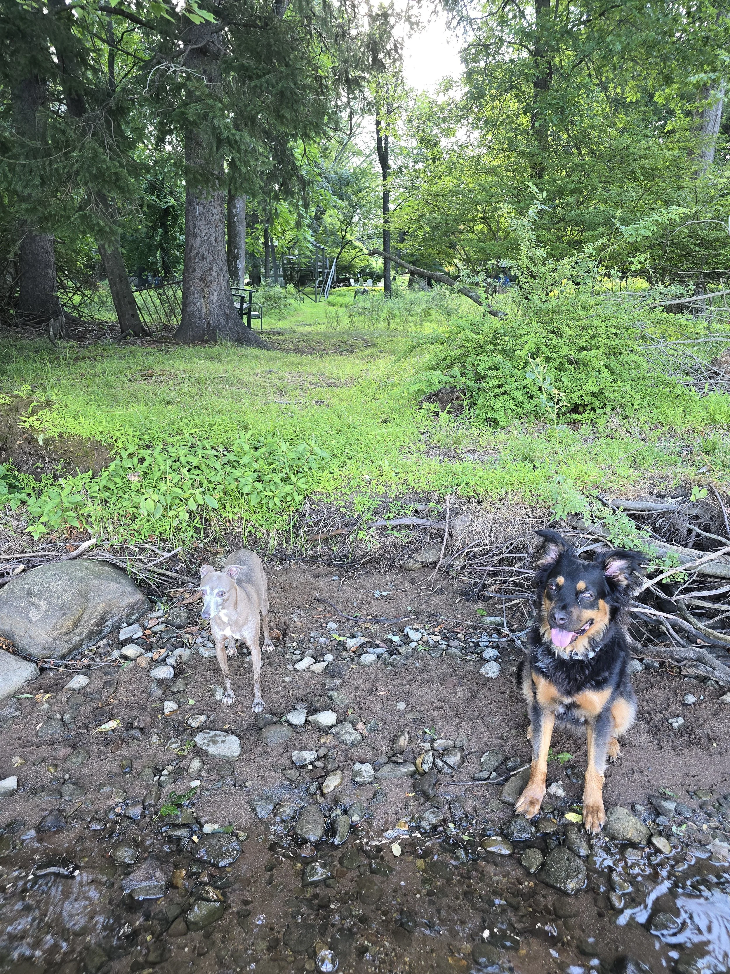 Italian Greyhound and Puerto Rican street dog, mixed breed, private lake - boutique small dog boarding at The Little Dog Retreat, Hudson Valley NY