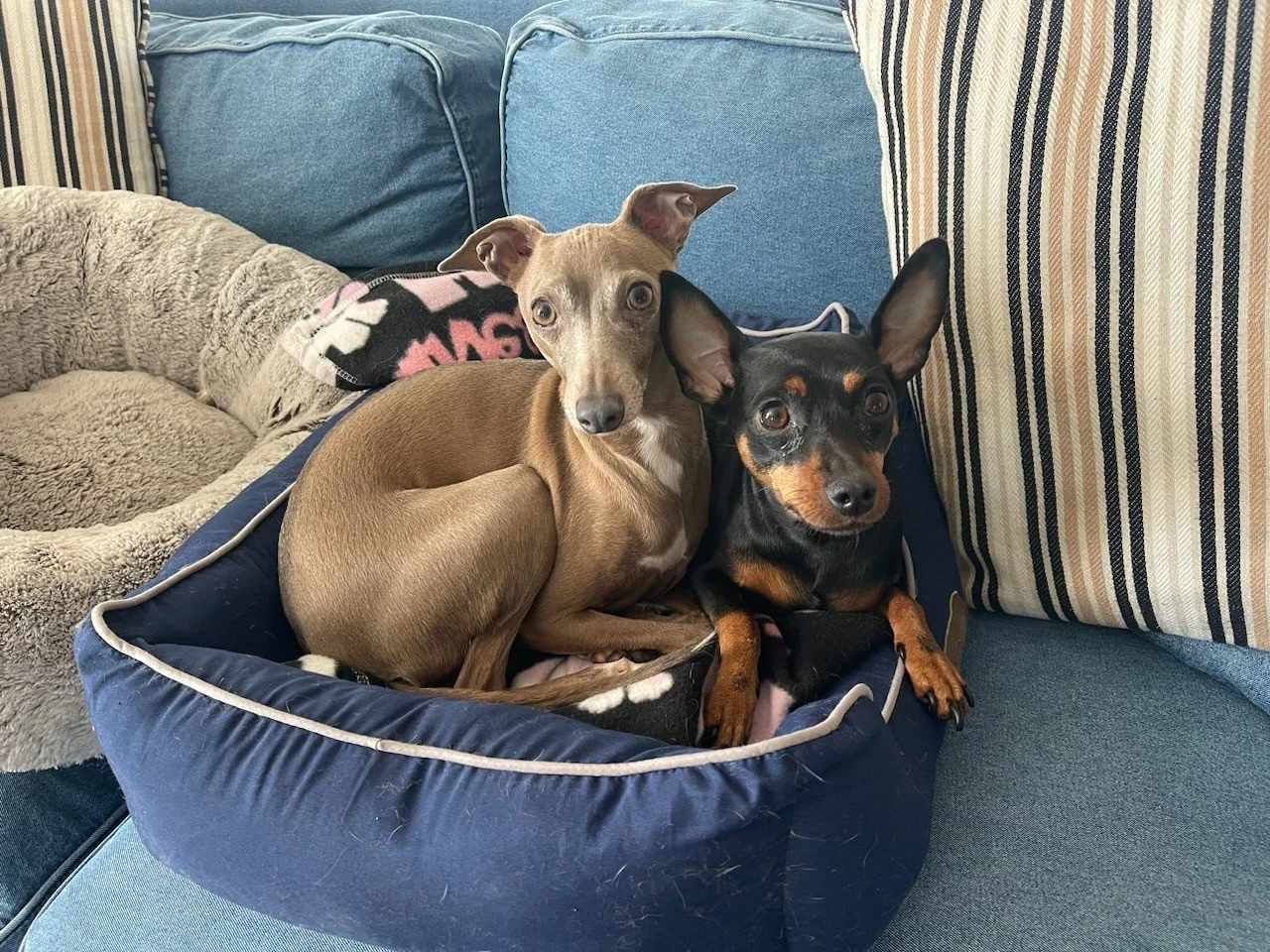 Miniature Pinscher & Italian Greyhound snuggled together, new friends, the Little Dog Retreat NY