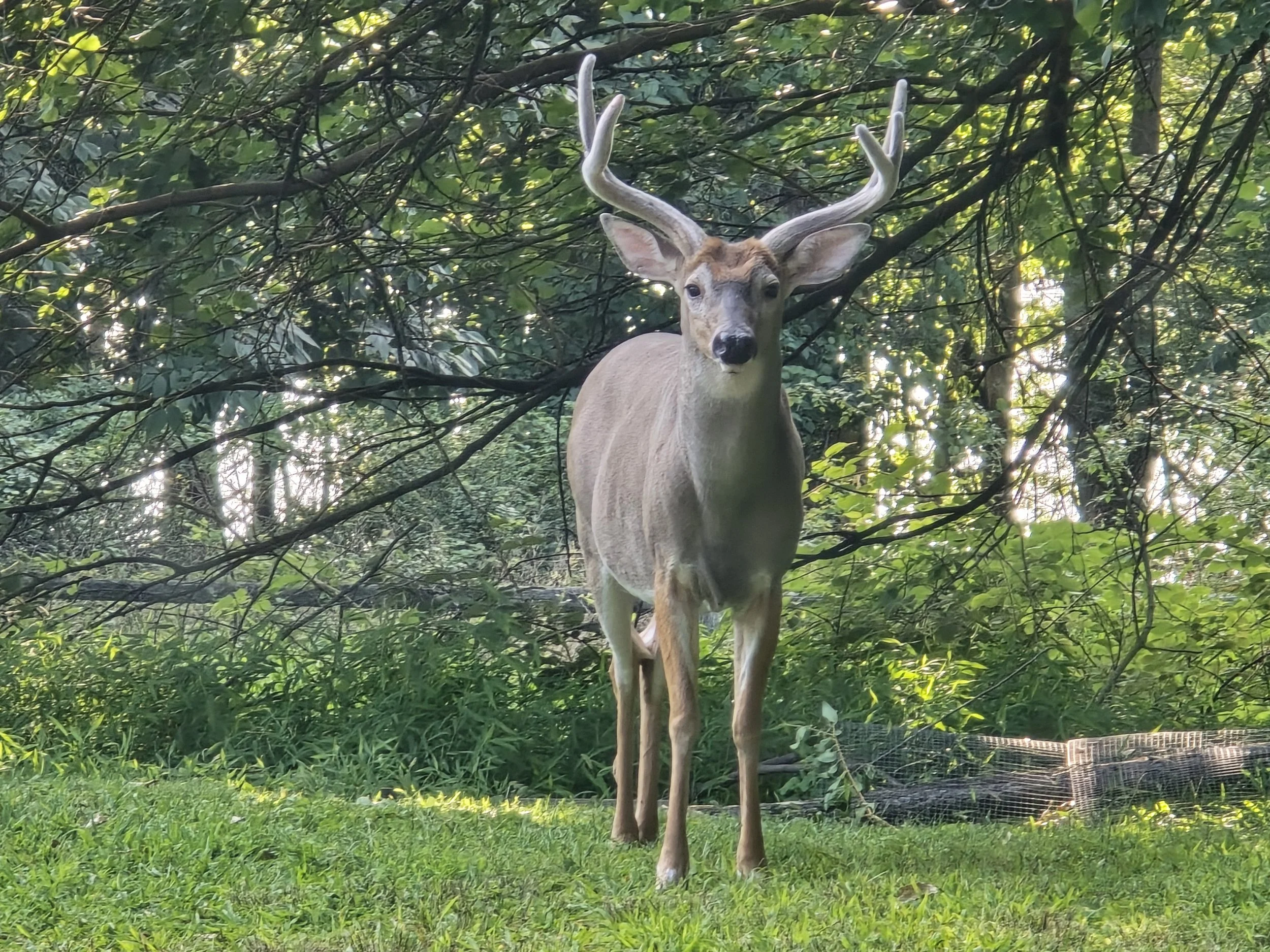 Buck at the Little Dog Retreat, Hudson Valley NY