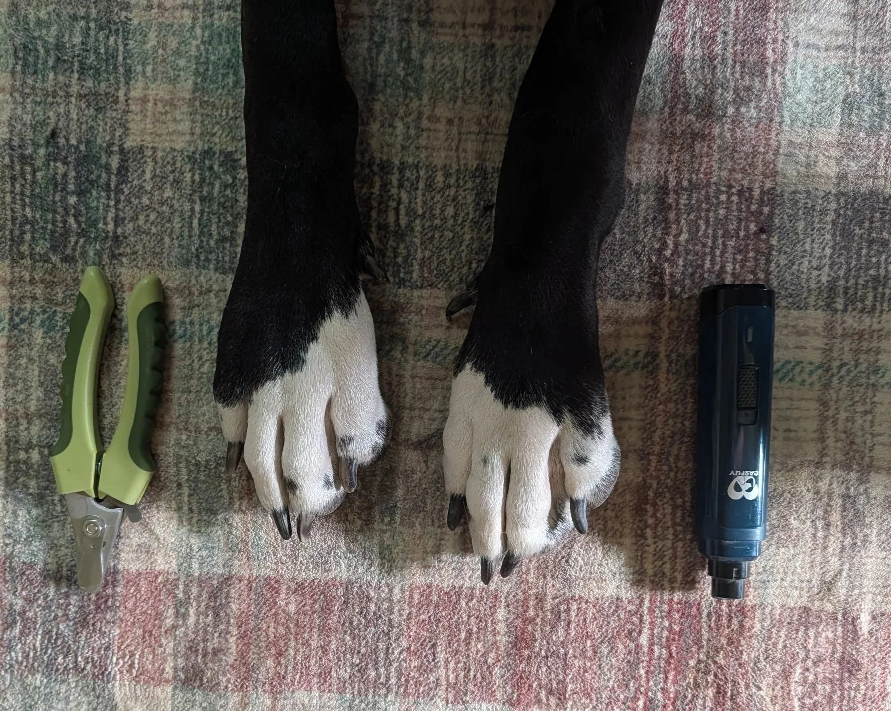 Nail Trimming