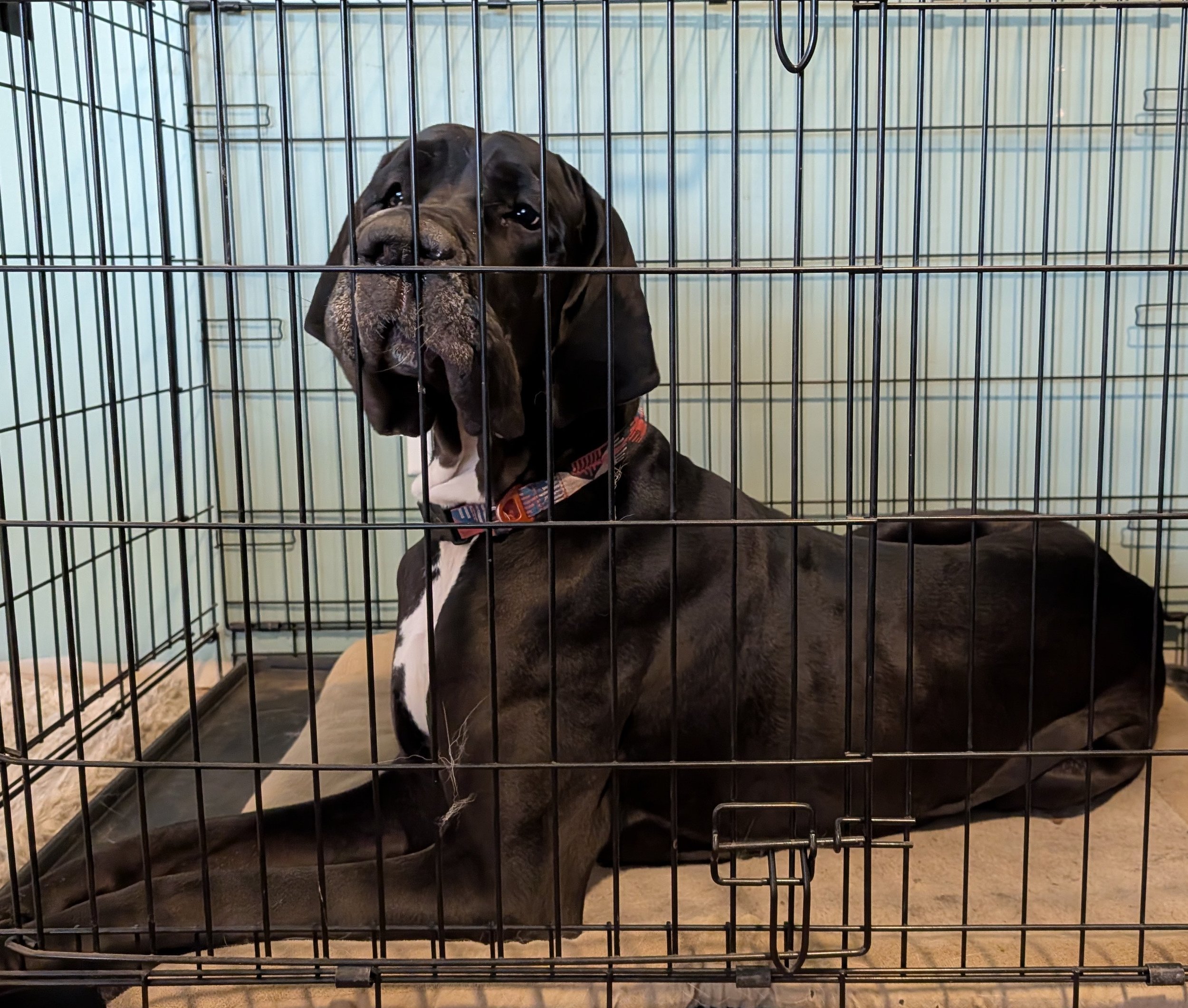 Crate Training