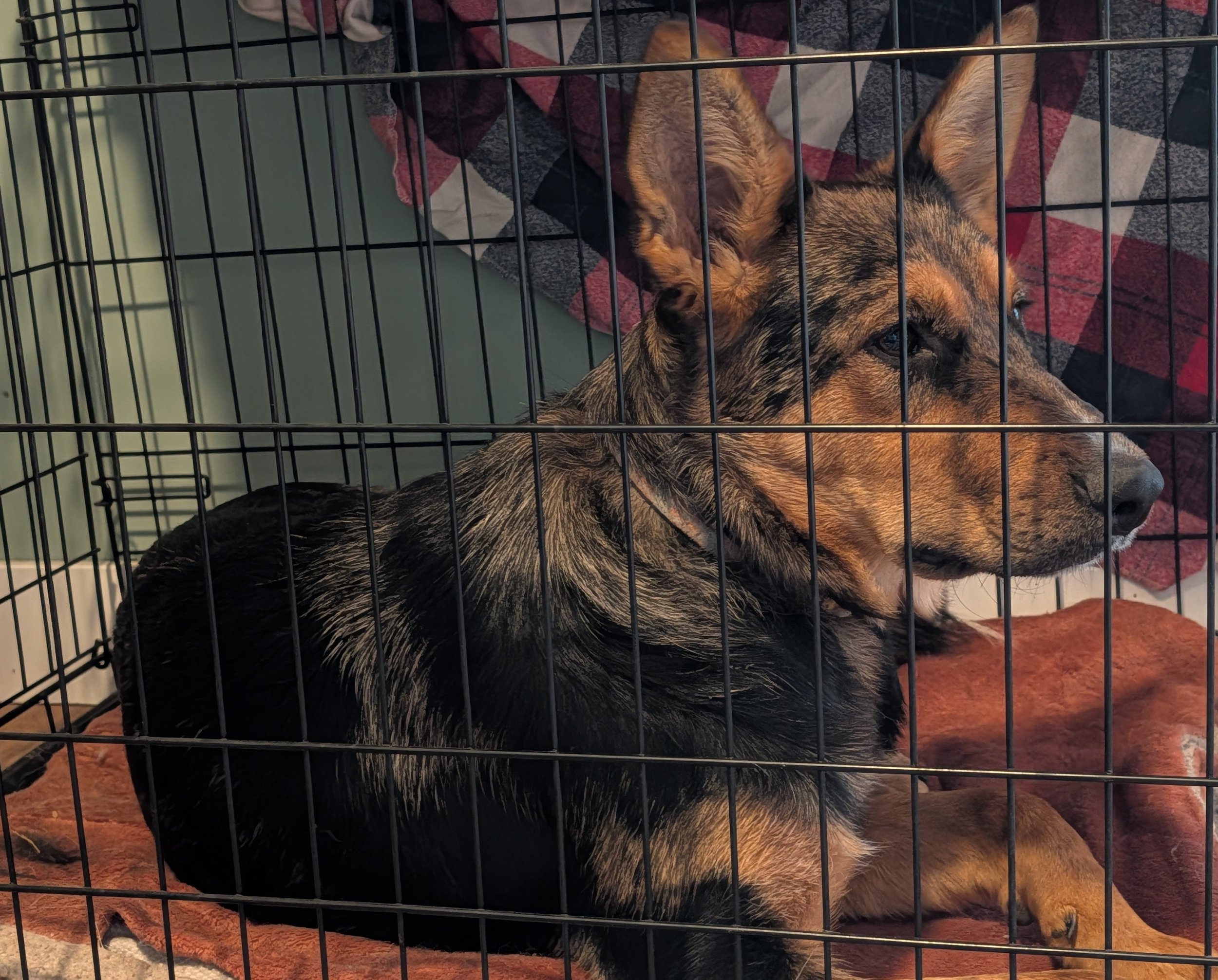 3-day Puppy Training