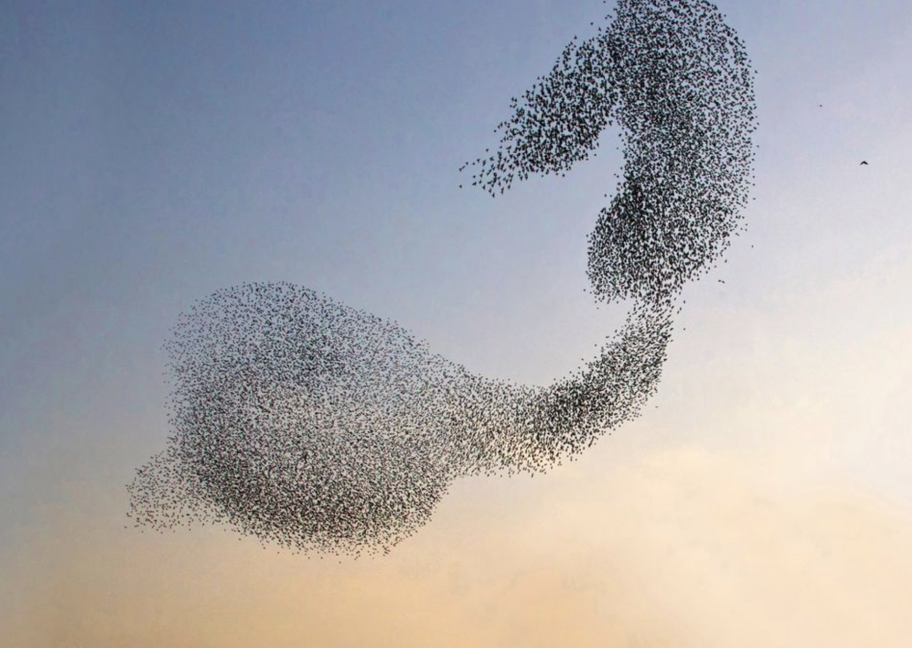 My Lost Dreams are Birds