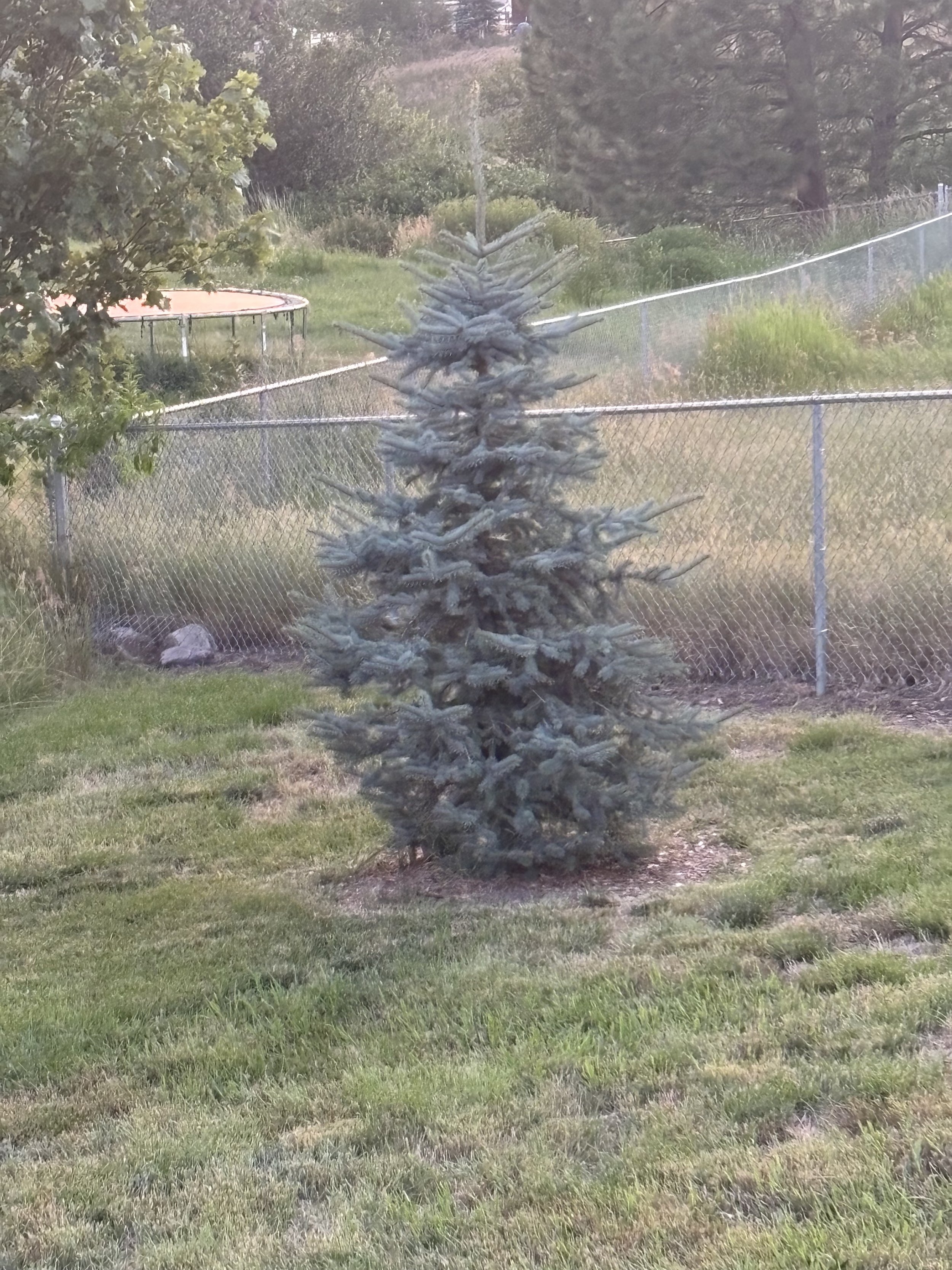 Deep Root Feeding for Trees & Shrubs