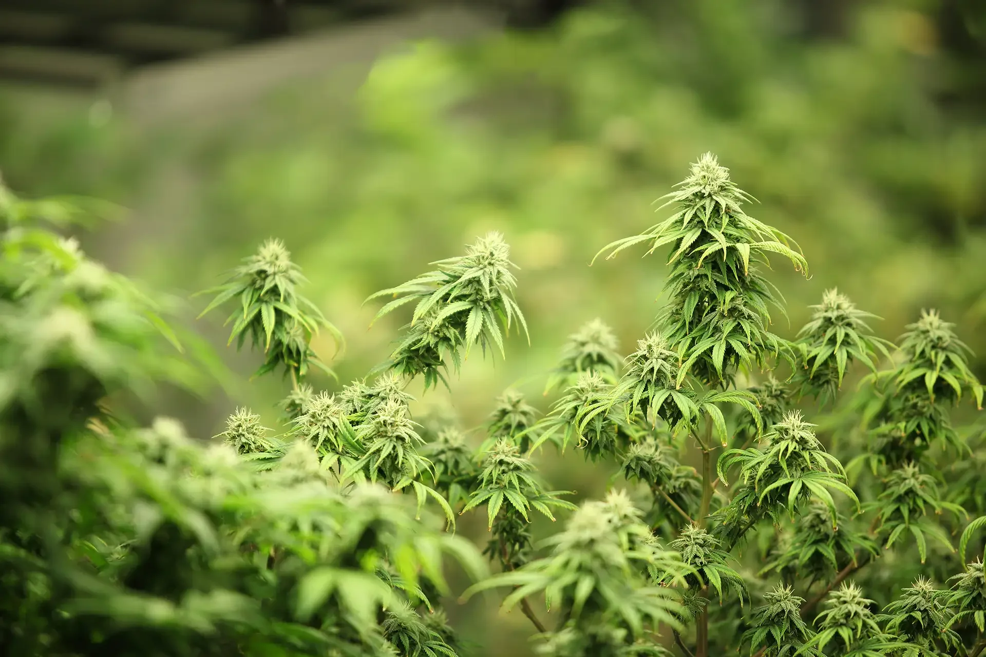 Medicinal Cultivation