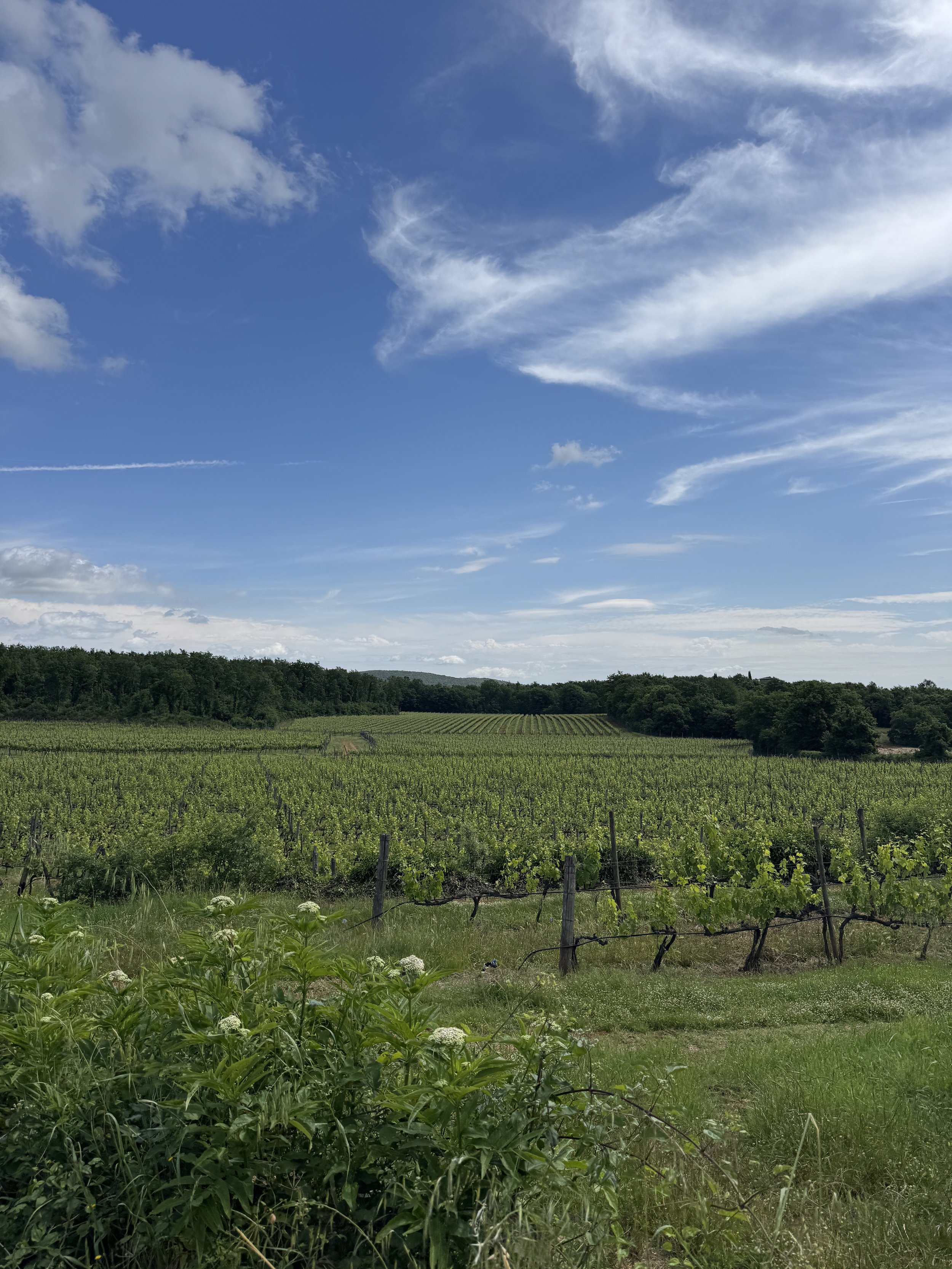 Green vineyard with blue sky and clouds