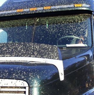 Bug Season: Bad for Driver Visibility, Worse for Your Truck’s Finish