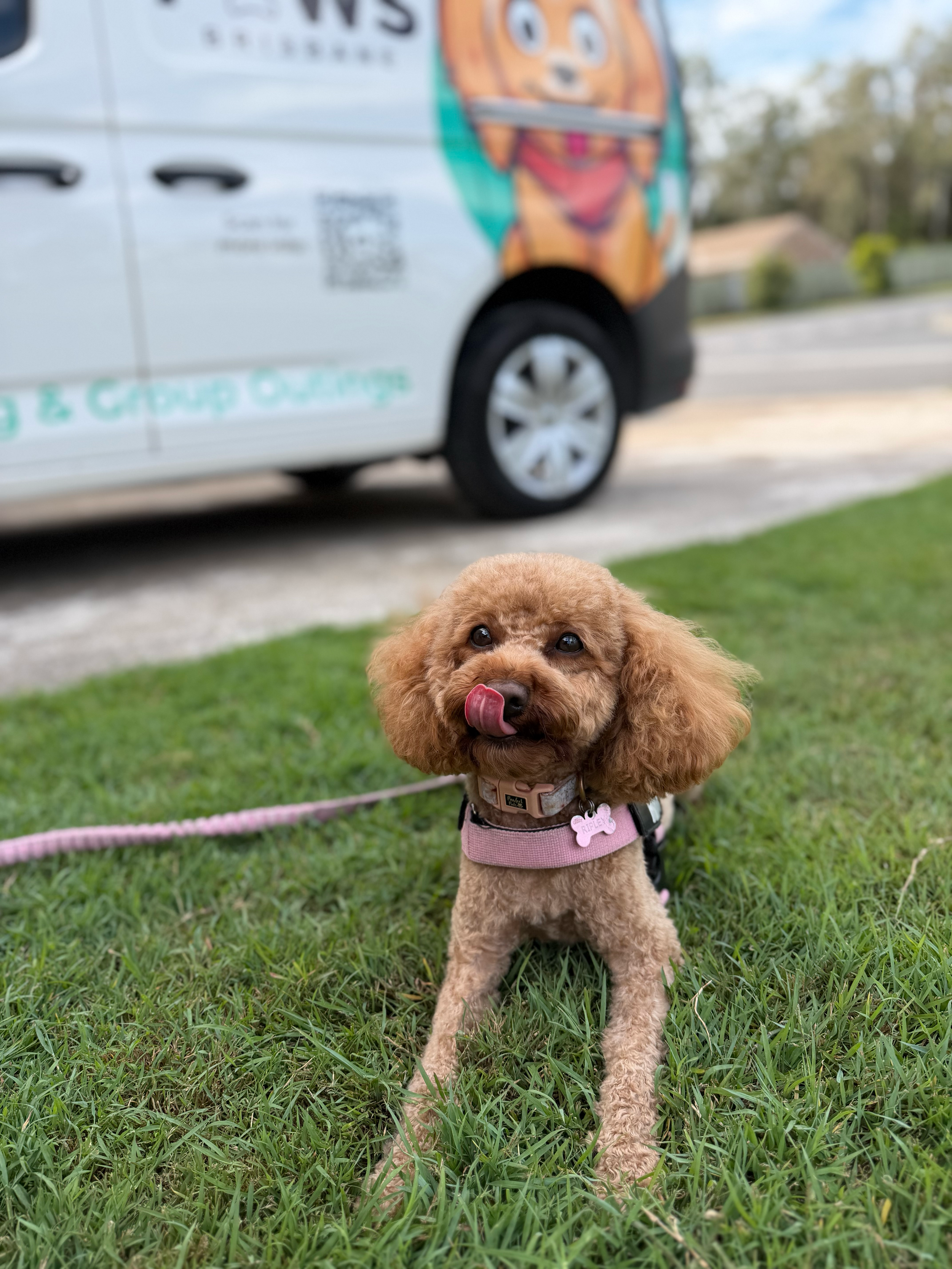 A small, brown puppy with curly fur sitting on green grass, sticking out its tongue, wearing a pink harness with a pink bone-shaped tag.