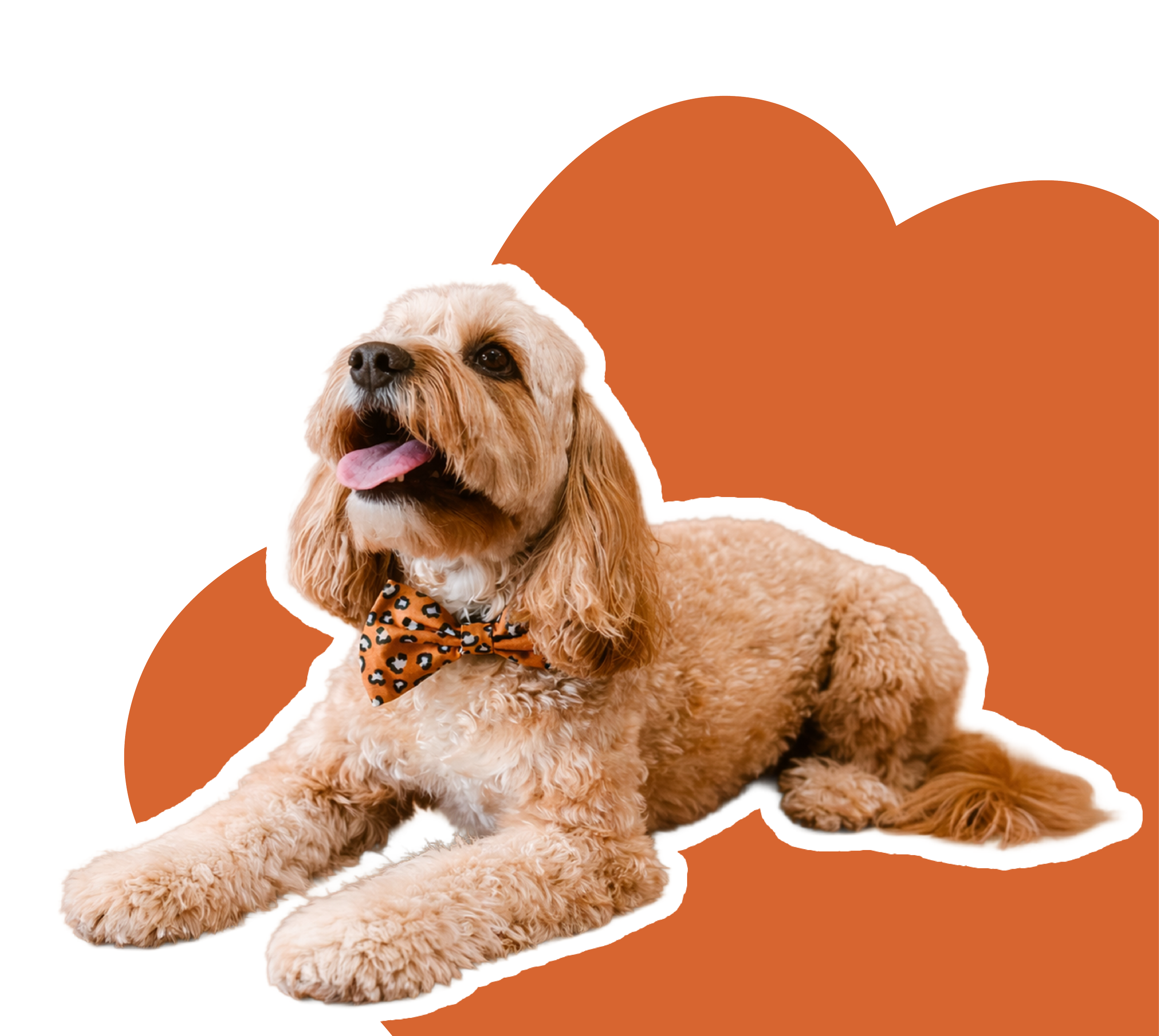 Happy golden cocker spaniel dog wearing a leopard print bow tie, lying down against a white background with brown abstract shapes.