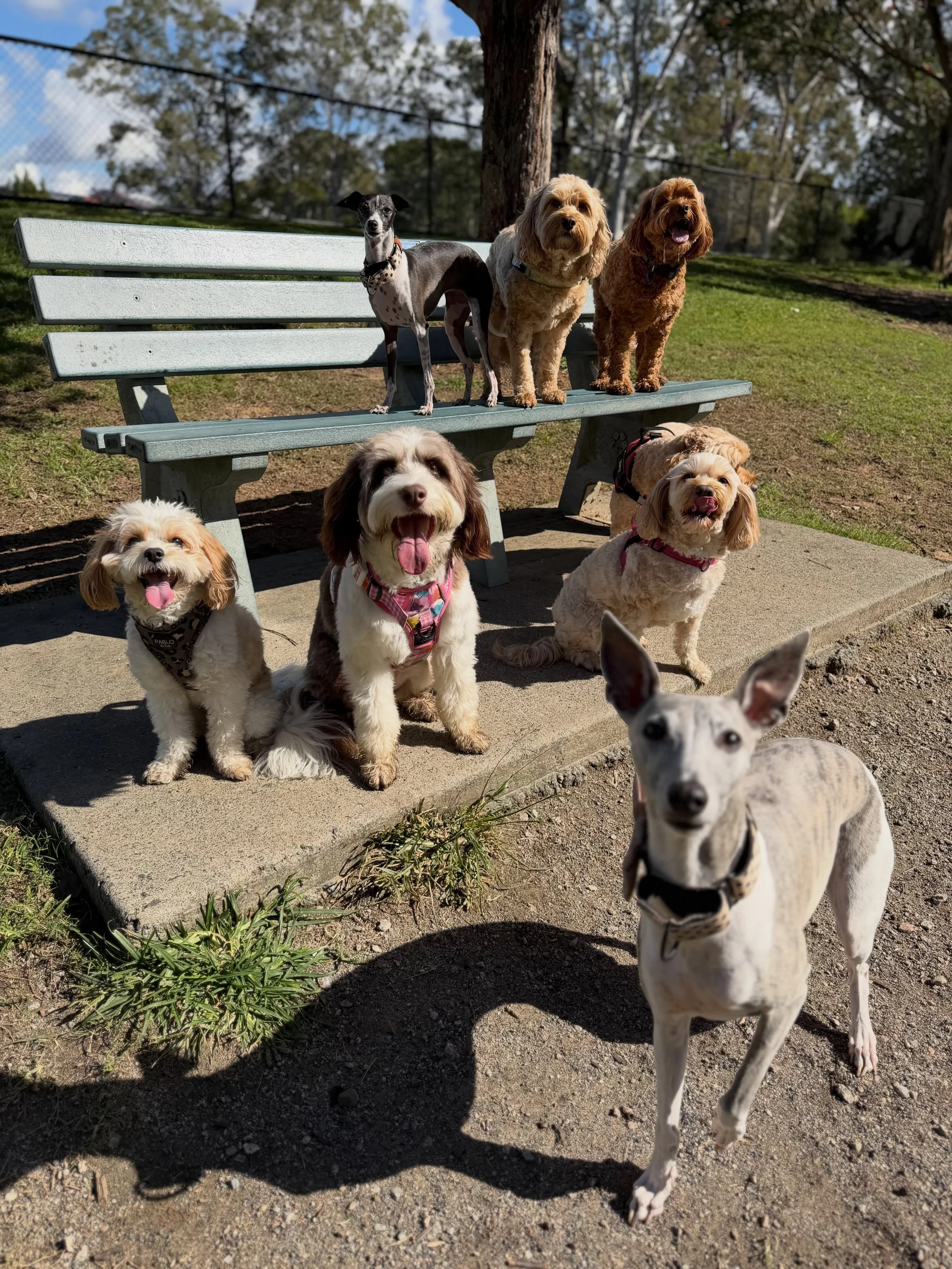Happy dogs? YES 
Happy pawrents? YES 

Happiness all round at Little Paws Brisbane 🐶🥰
Come join our group outings!!
📲 More info on our website (link in bio) 

#doggydaycare #groupoutings #mobiledaycare #dogwalking