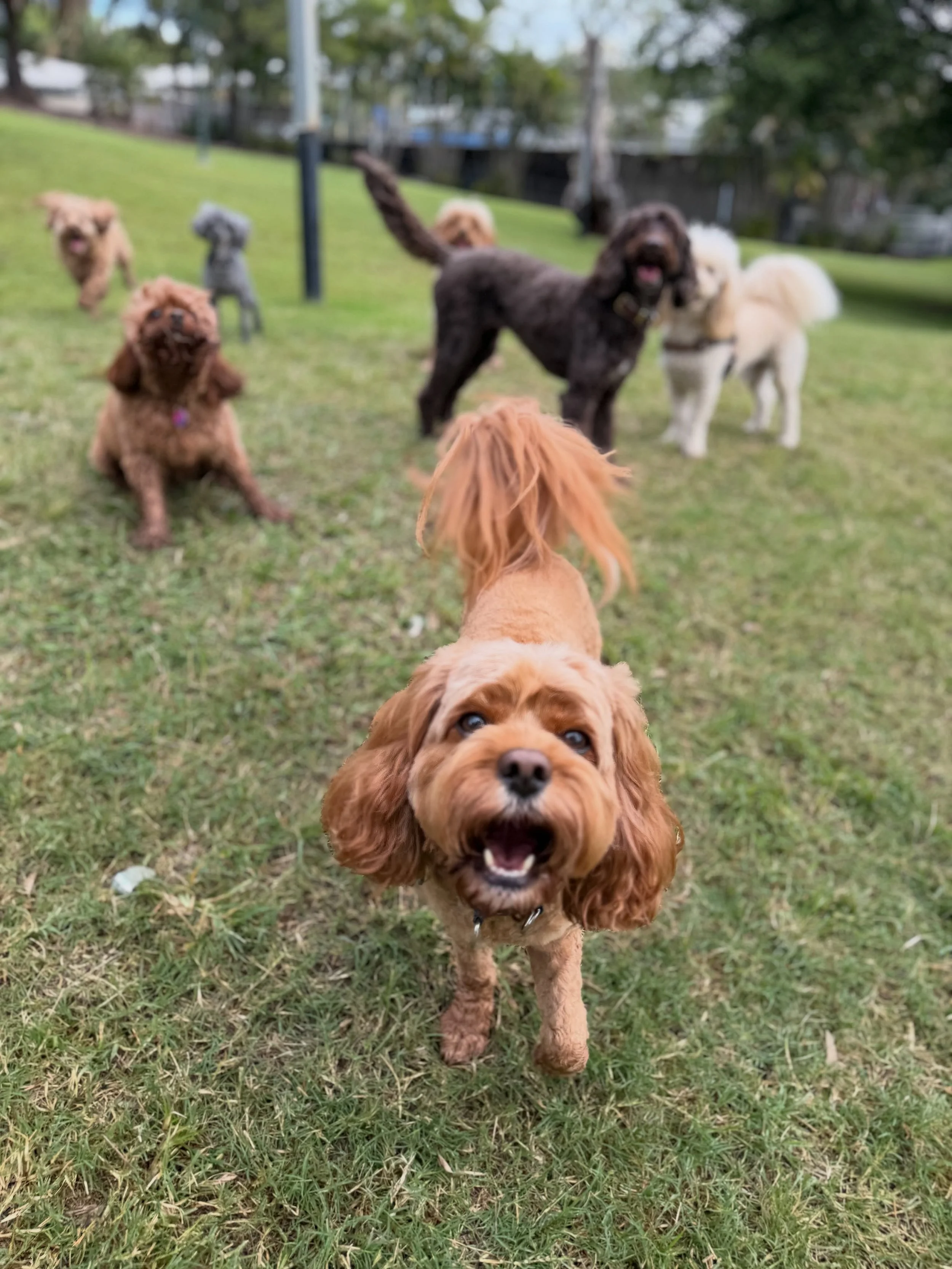 Happy snaps from Tuesday afternoon!! 
No rain, just some muddy puddles and a whole lot of fun 🤩 

#littlepawsbrisbane #groupoutings