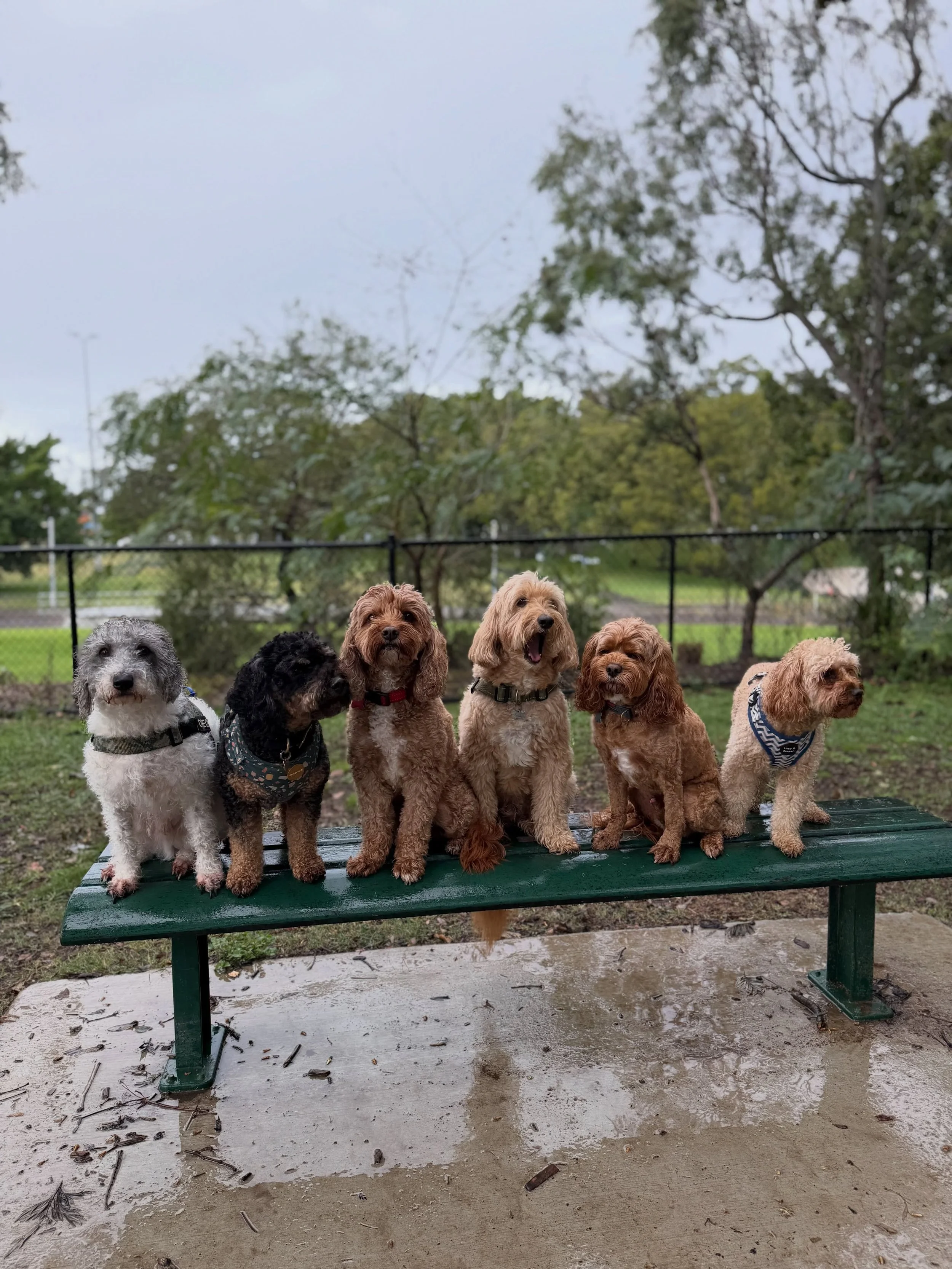 &ldquo;Dogs have a way of finding the people who need them most and filling a space we never knew was empty&rdquo; 🤍🐶

And honestly, we wouldn&rsquo;t have it any other way. 

#littlepaws