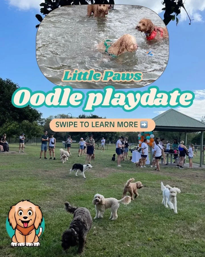 🌊🐶 OODLES, WHO&rsquo;S READY FOR A BEACH DAY?!

Imagine a morning filled with furry friends, sandy paws, beach splashes and coffee in hand ☕️🤎

HERE&rsquo;S HOW TO GET INVOLVED!

👇🏼Comment &lsquo;EXCITED&rsquo; below if you&rsquo;re planning to 