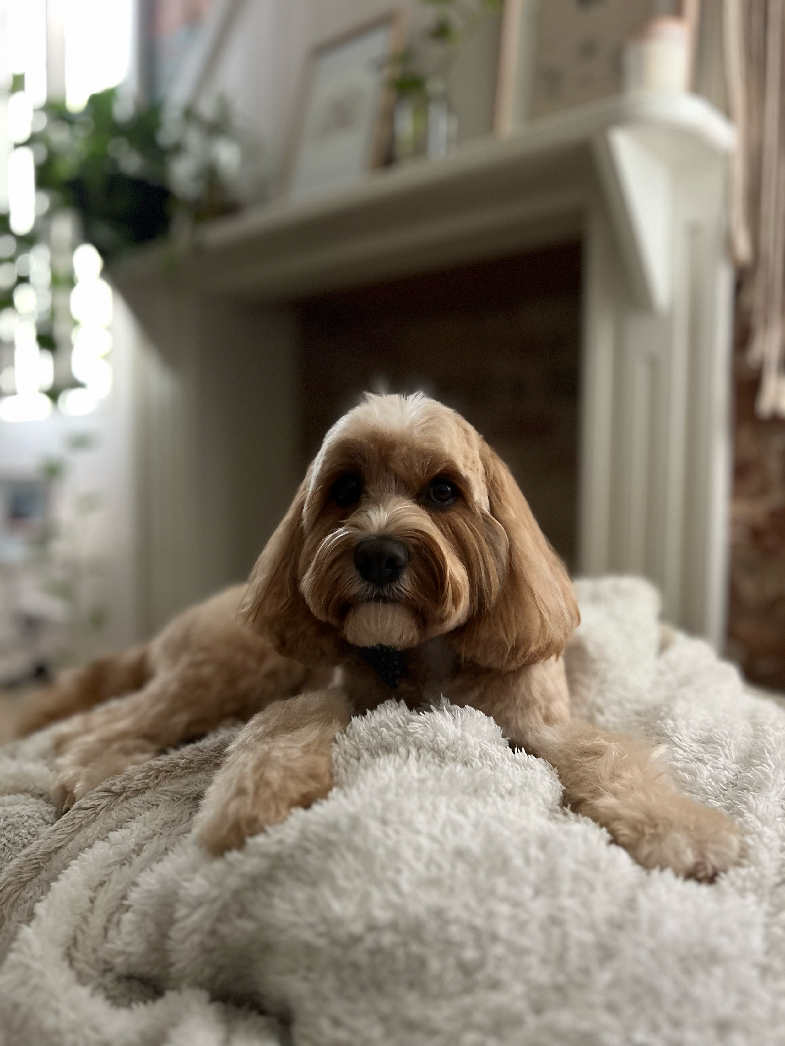 A cute, light brown and white puppy with floppy ears laying on a soft, fluffy cream-colored blanket.