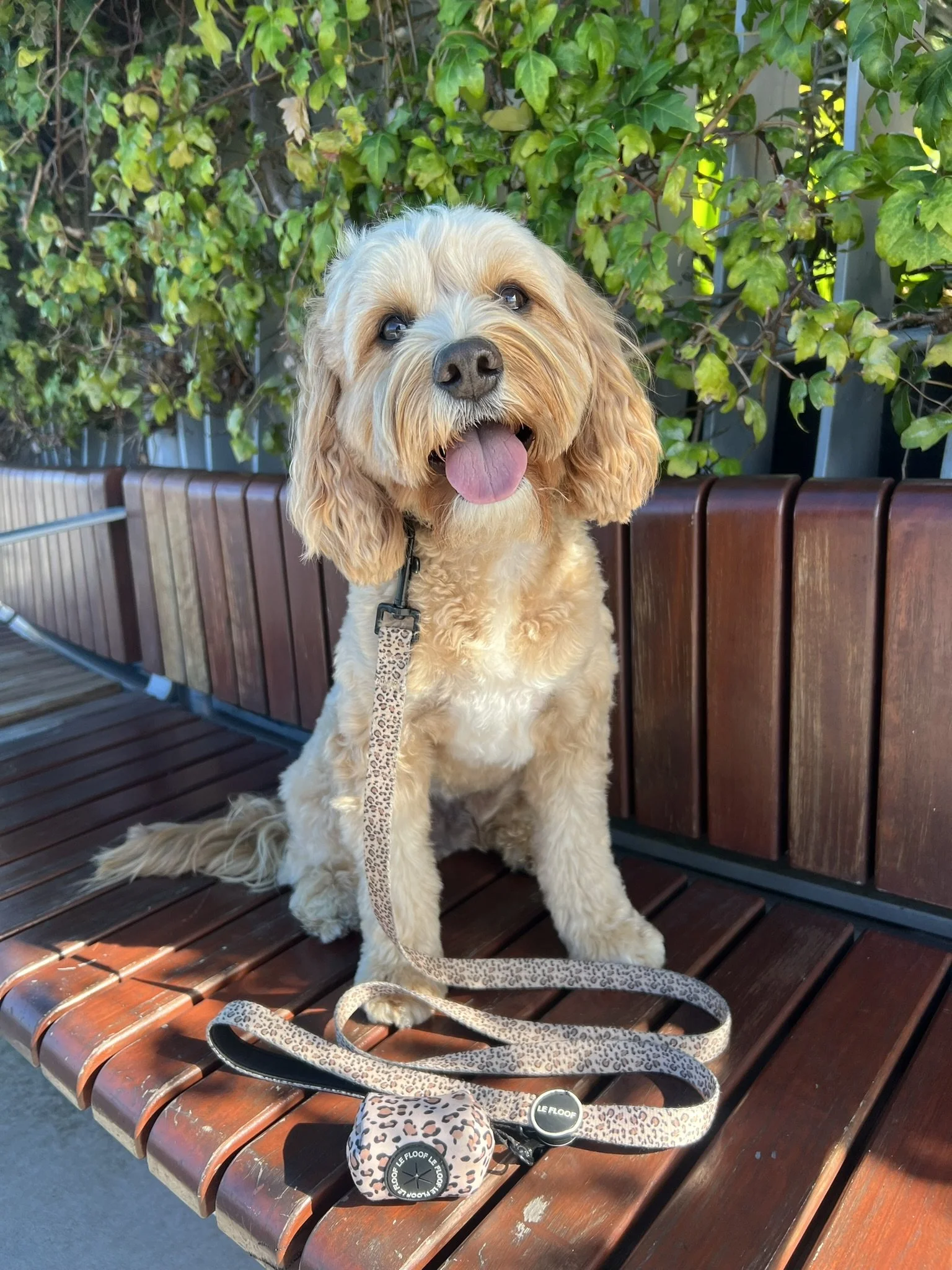 A happy light brown and cream-colored dog sitting on a wooden bench outdoors, with green leafy bushes in the background. The dog has a pink tongue out and is wearing a leash. There is a leopard print leash and two dog leash handles on the bench in front of the dog.