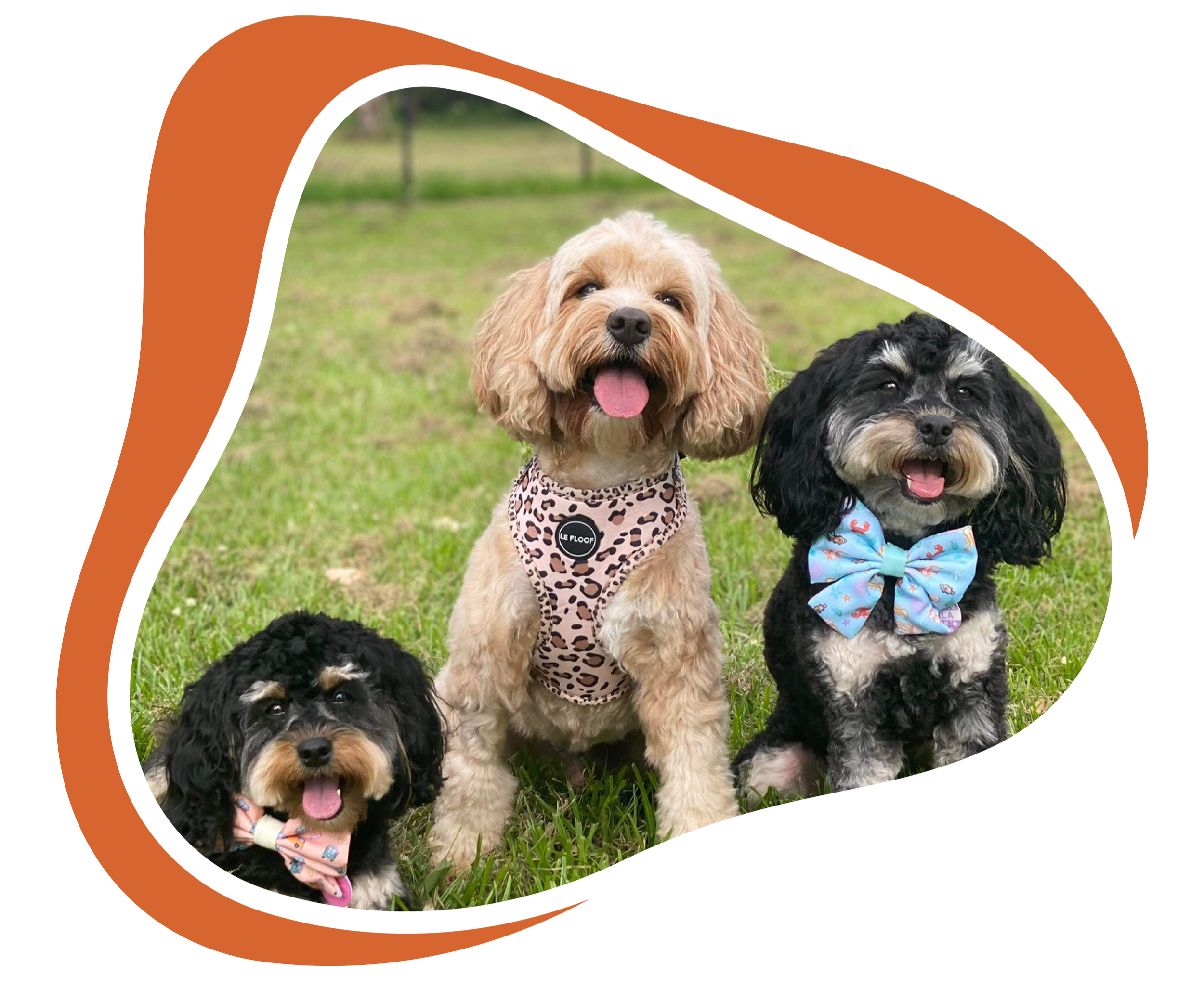 Three dogs sitting on grass, two with bowties and one with a harness, in a park with trees in the background.
