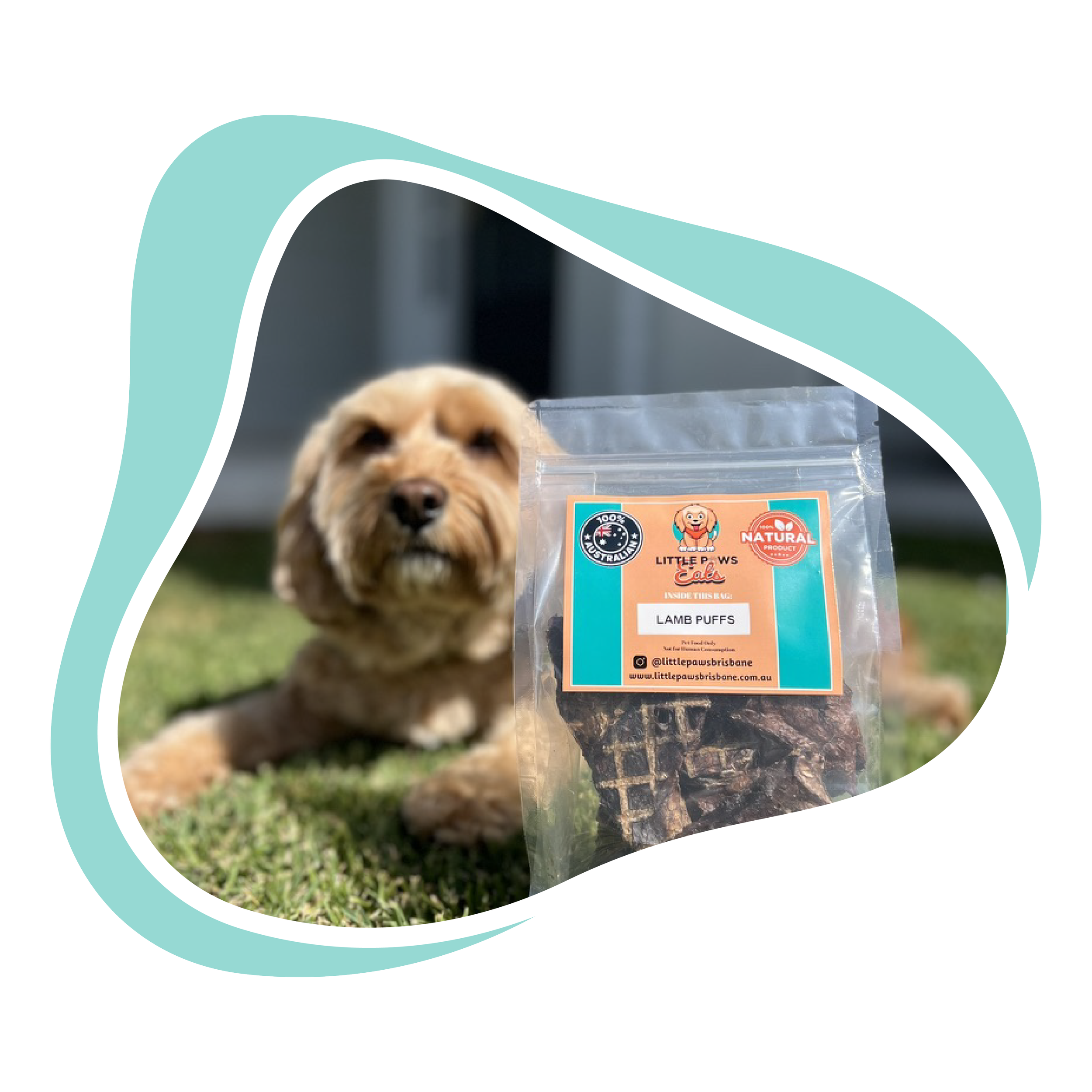 A small golden retriever dog with its eyes closed, sitting on green grass, with a bag of lamb puffs dog treats labeled 'Little Paws Brisbane' in front of it.