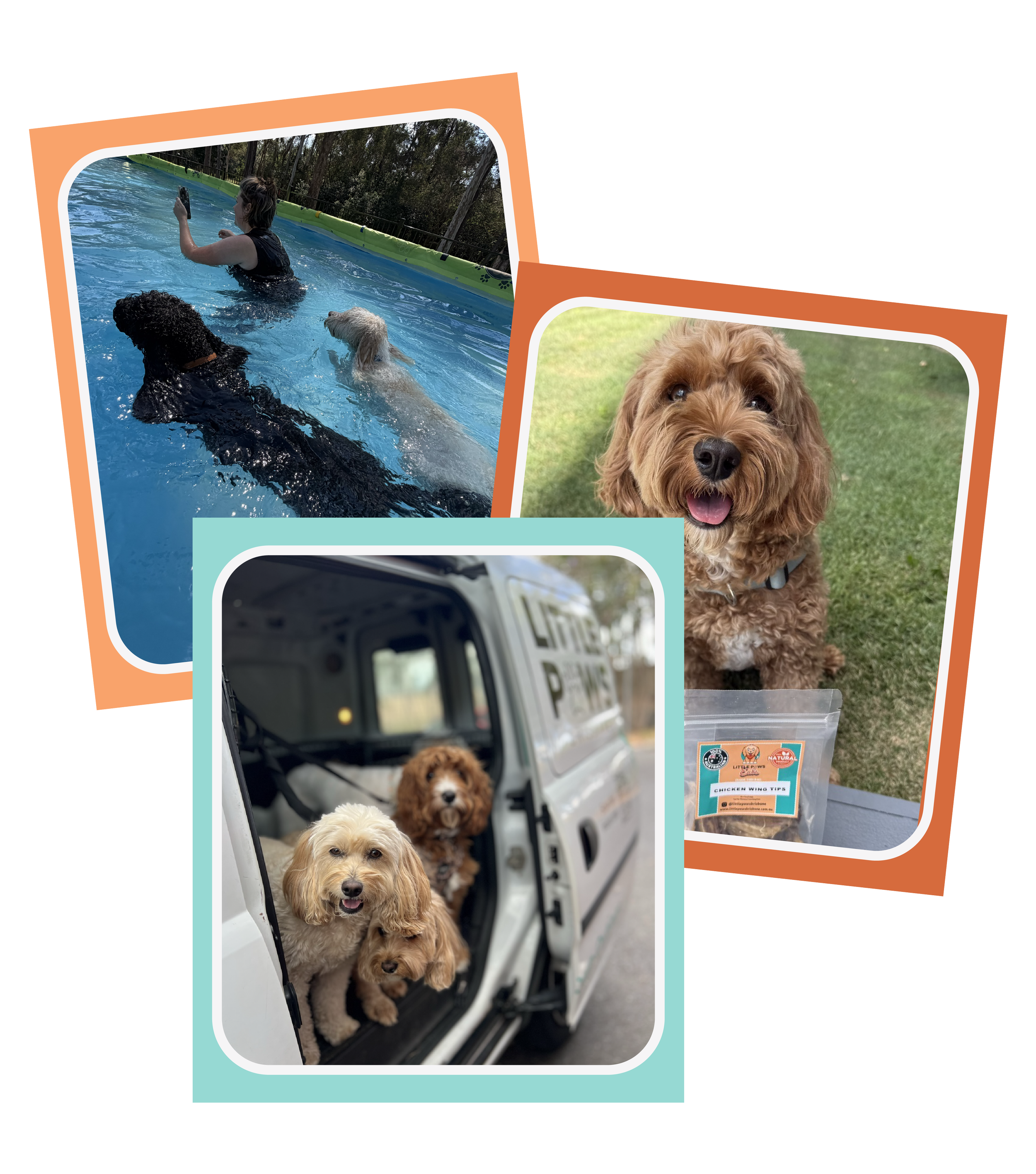 Photos of dogs, one of which is in a car, and another getting a bath in a pool, with one person taking a photo, and a bag of chicken wing treats in the foreground.
