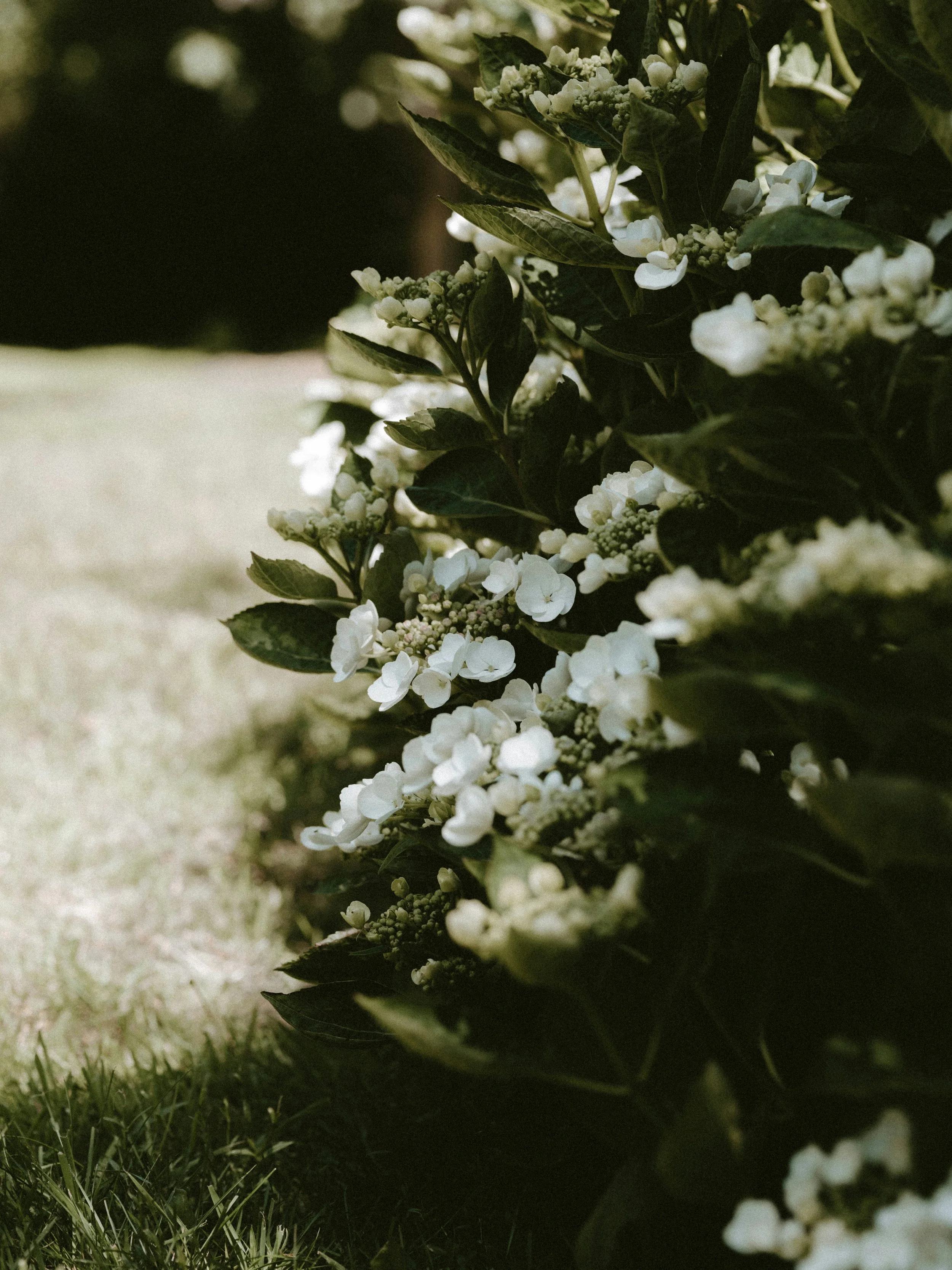 White and green flowers