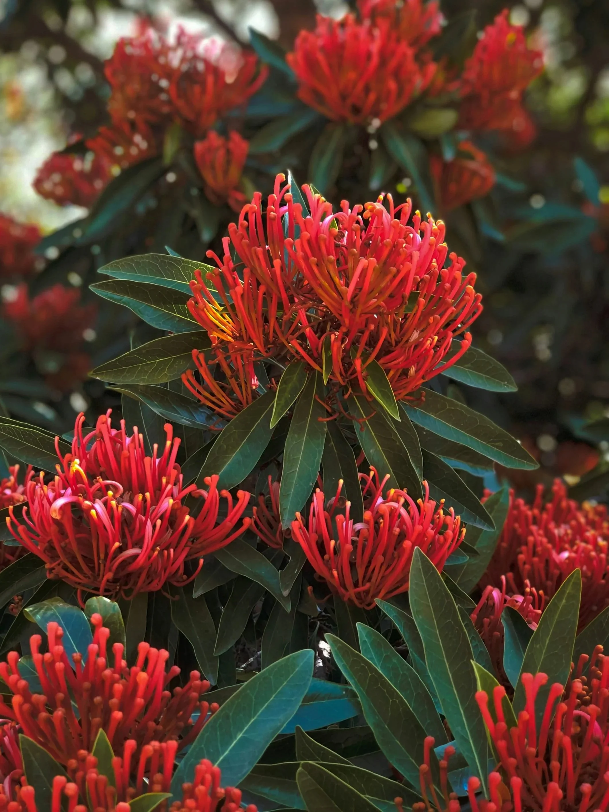 Red native flowers