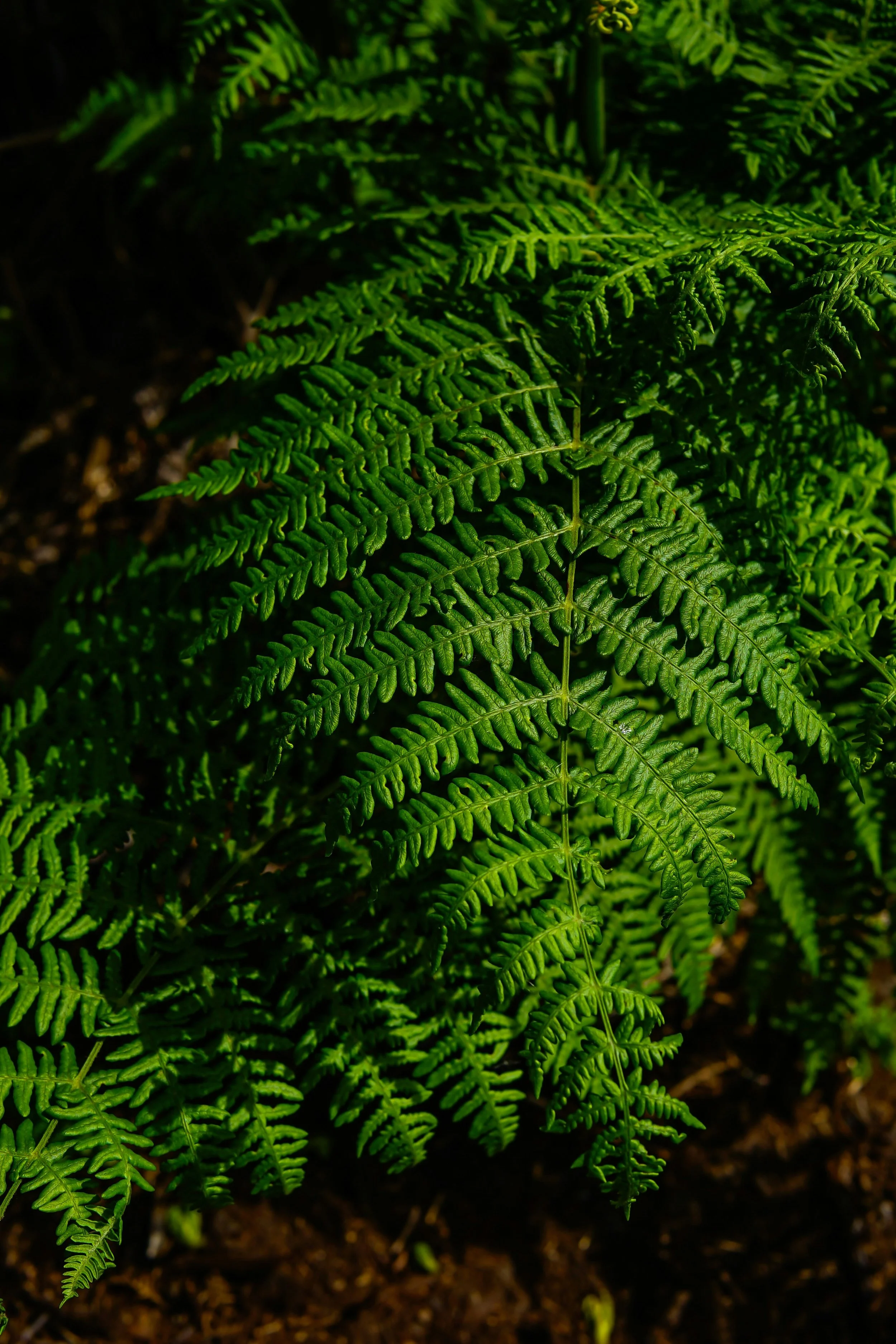 Native fern