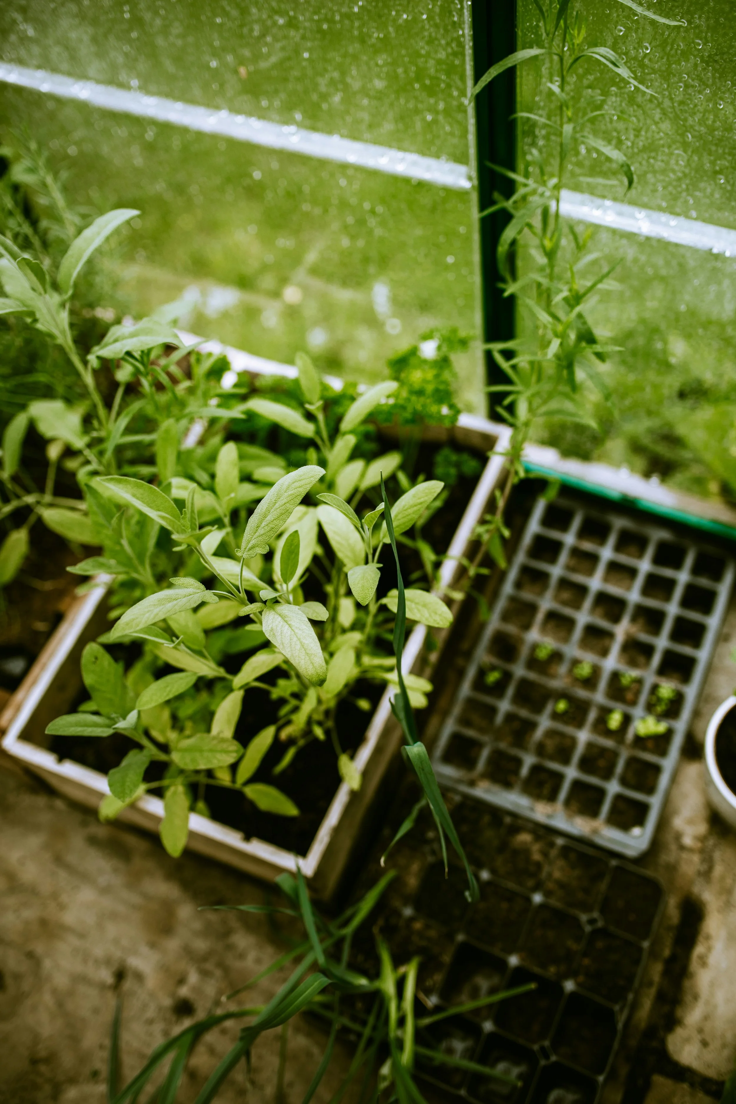 A greenhouse shelf with sage and mixed herbs growing in wooden boxes, alongside a plastic seedling tray with tiny sprouts just coming up.