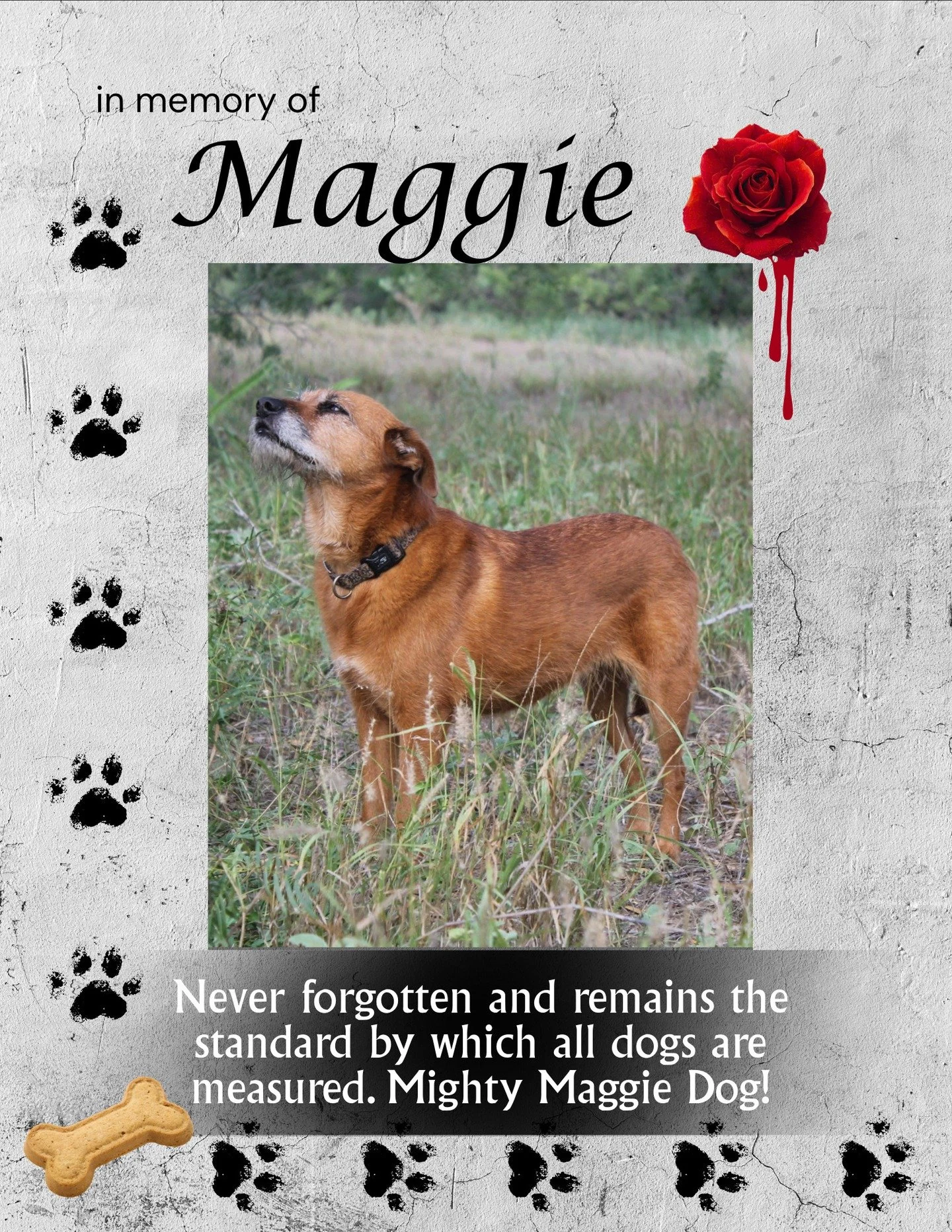 Never forgotten and remains the standard by which all dogs are measured. Mighty Maggie Dog! Thank you, Gaby and Sam, for supporting and donating to Bark &amp; Boo on behalf of Maggie! #dogsofinstagram #dog #dogs #pet #pets #petlovers #petmemorial #do