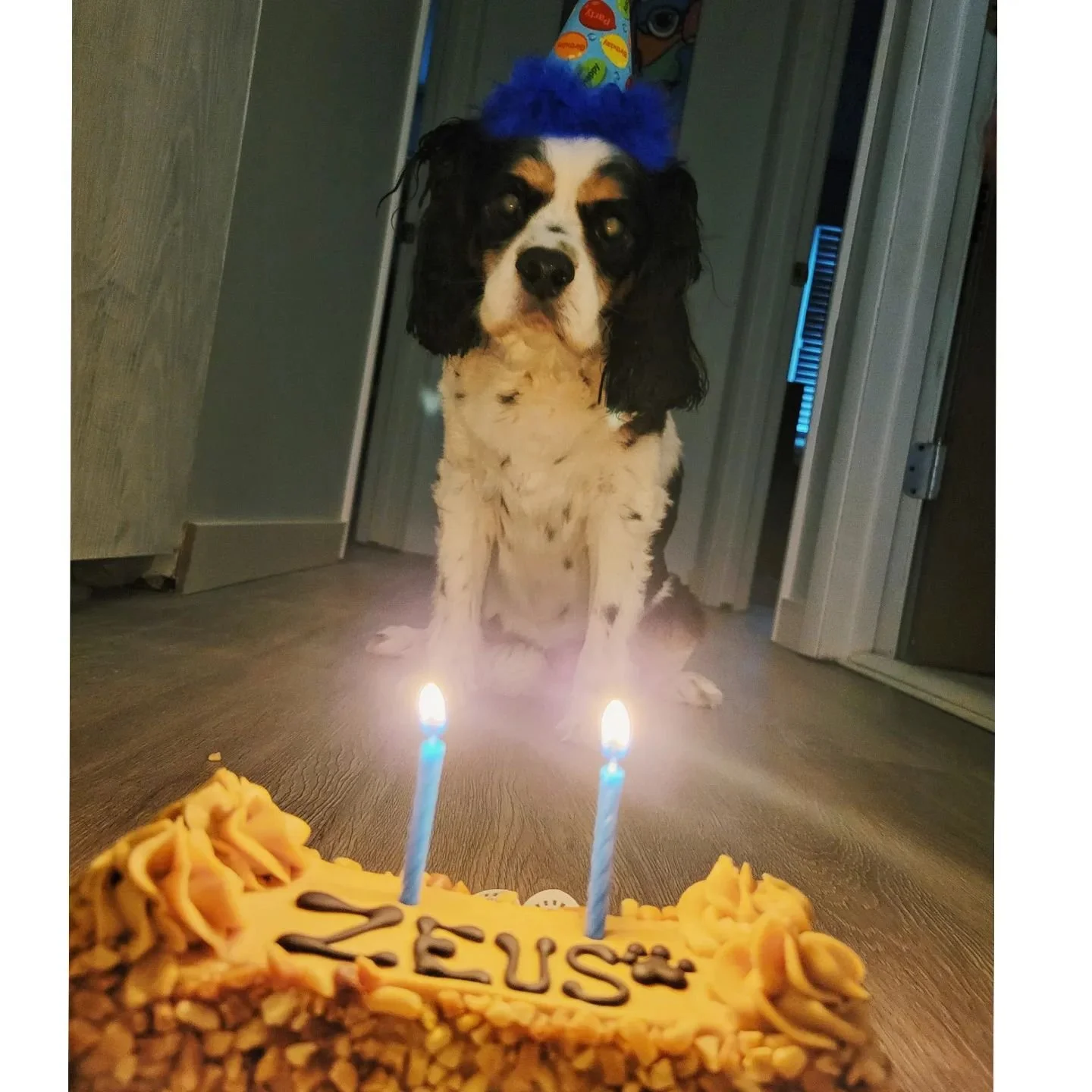 A dog wearing a birthday hat with candles on a cake in front of it.