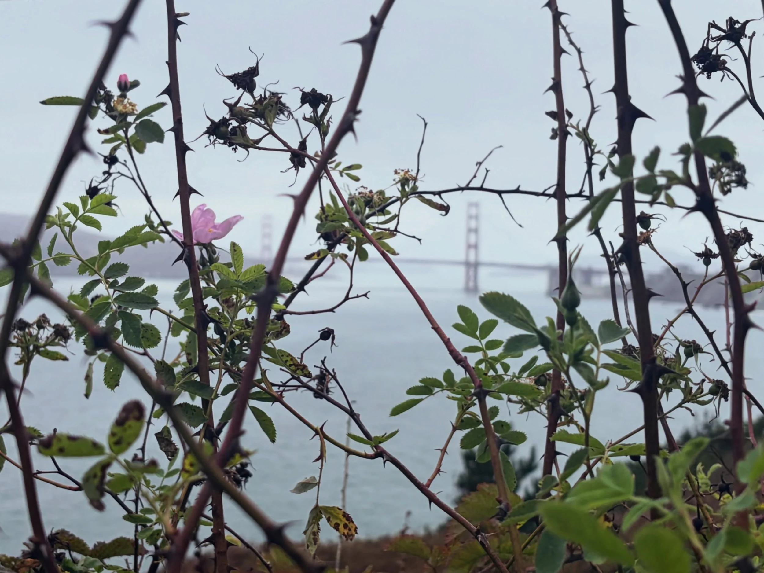 bridge, breeze, brother