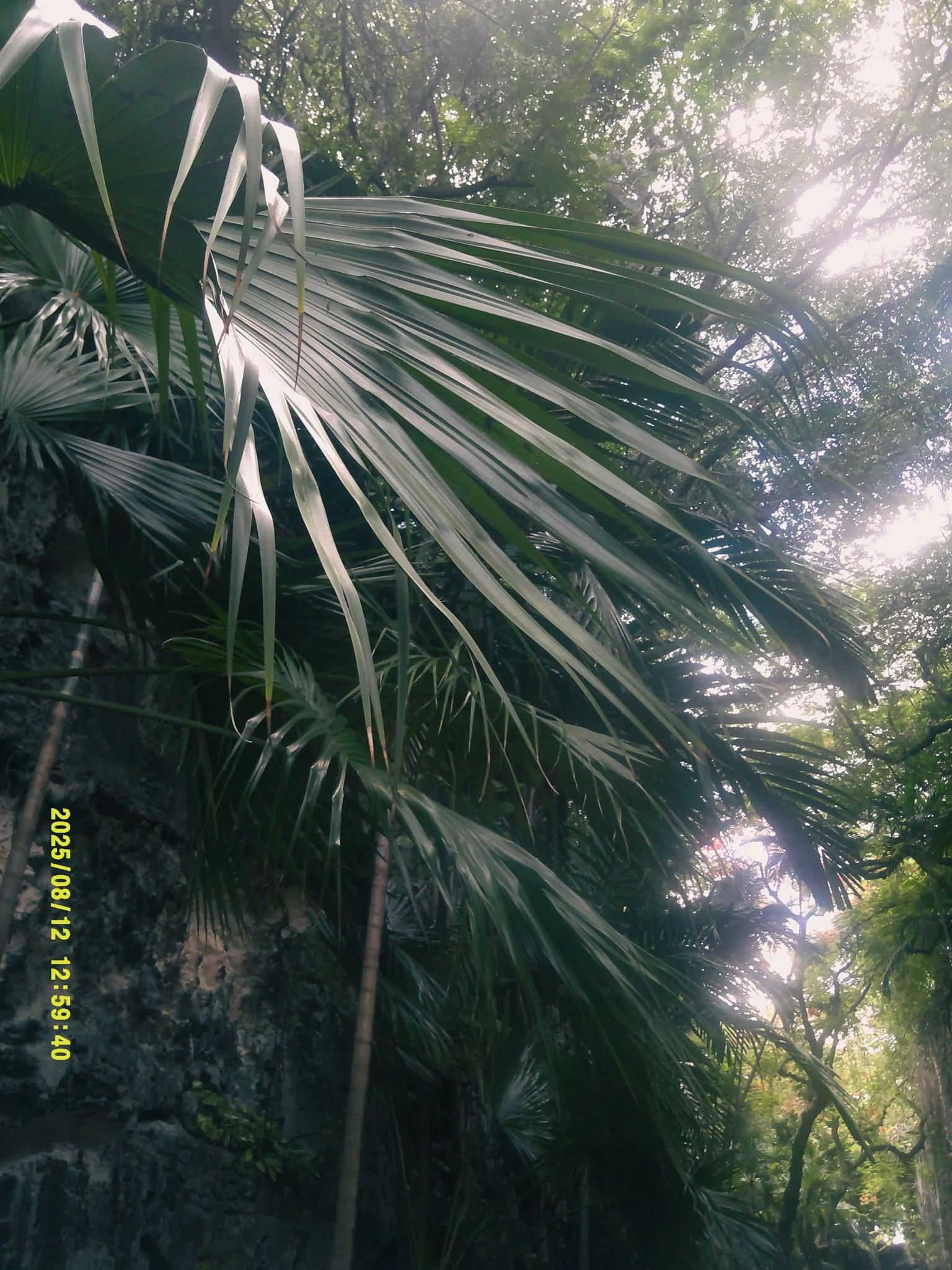bahama-21.jpeg
