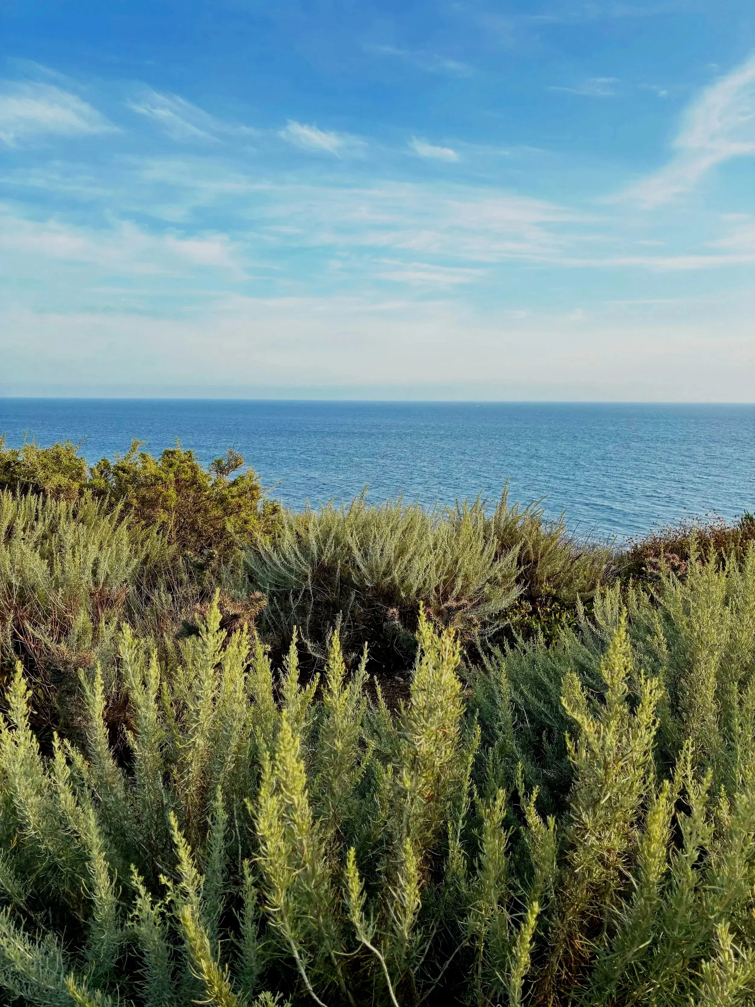 A view of green shrubs or bushes in the foreground, the ocean in the middle, and a blue sky with some wispy clouds above.