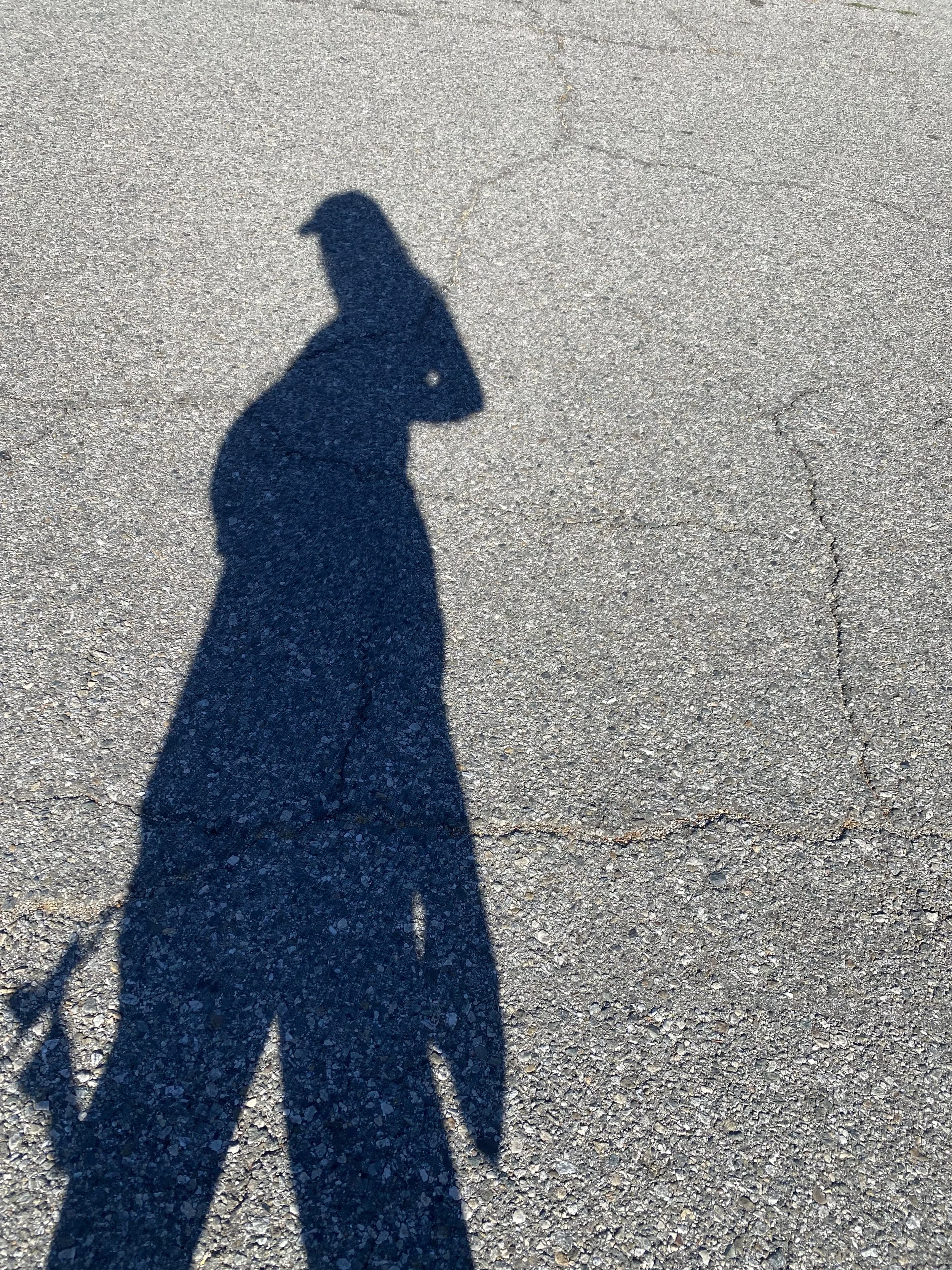 Shadow of a person with a bicycle on the ground.